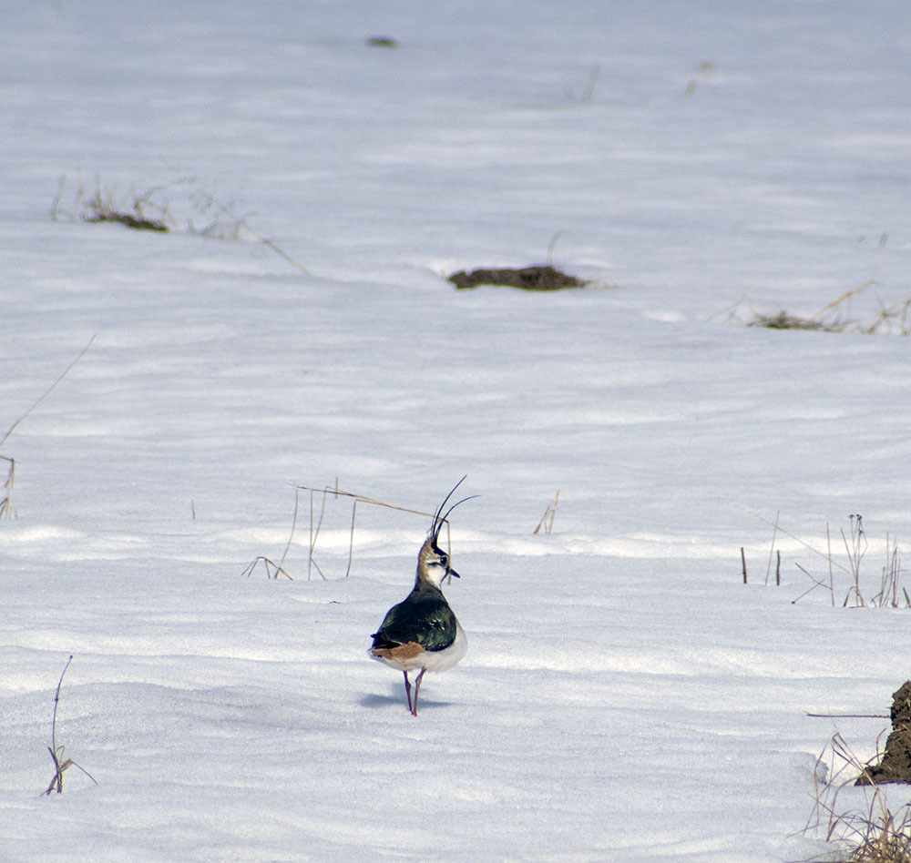 The lapwings are back - My, Birds, Ornithology, Walk, Hobby, Photo hunting, Sunset, Spring, Return, Animals, Schelkovo, Video, Longpost