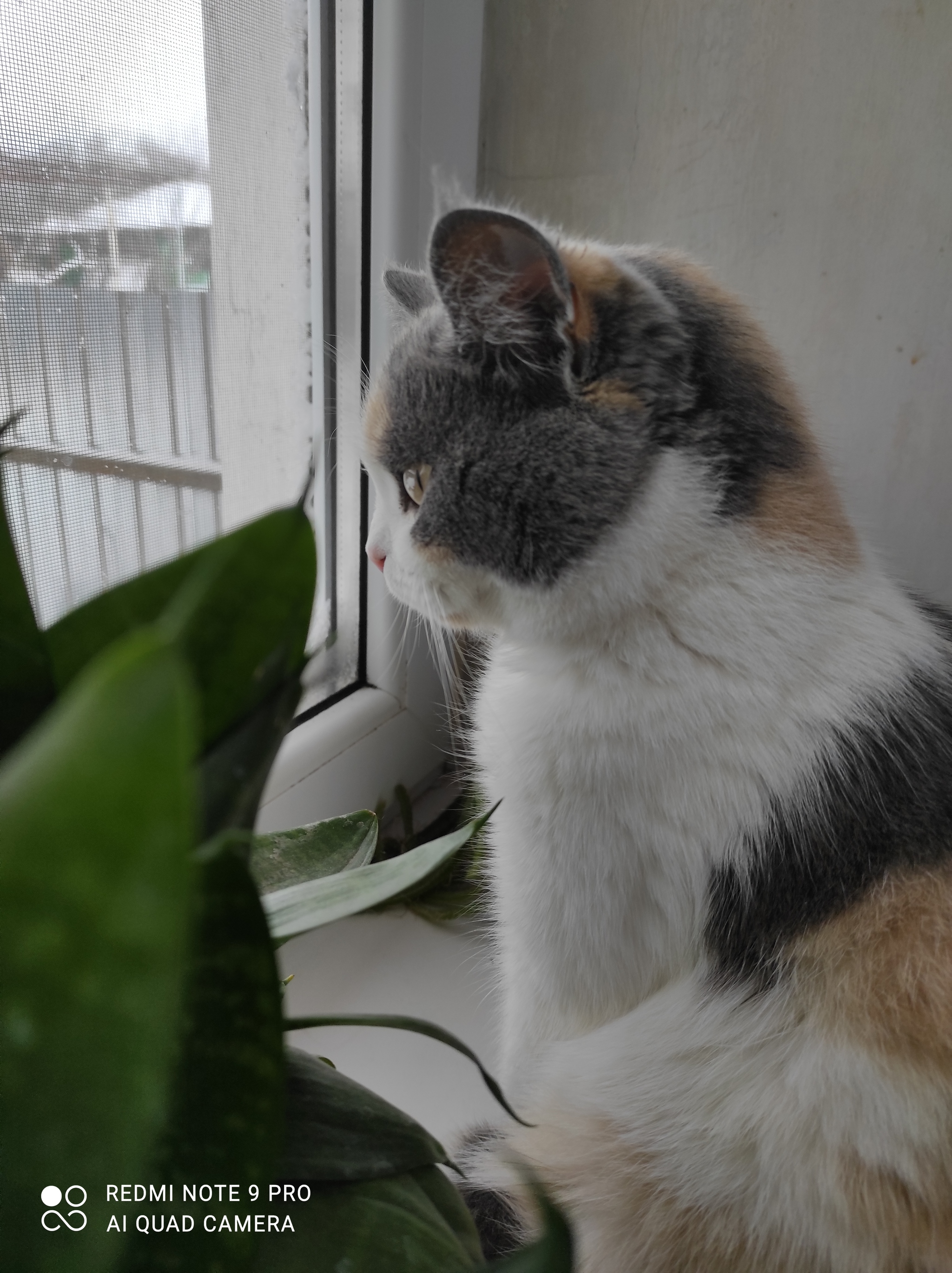 When it's spring for everyone, and you're sterilized... - My, Spring, Tricolor cat, cat