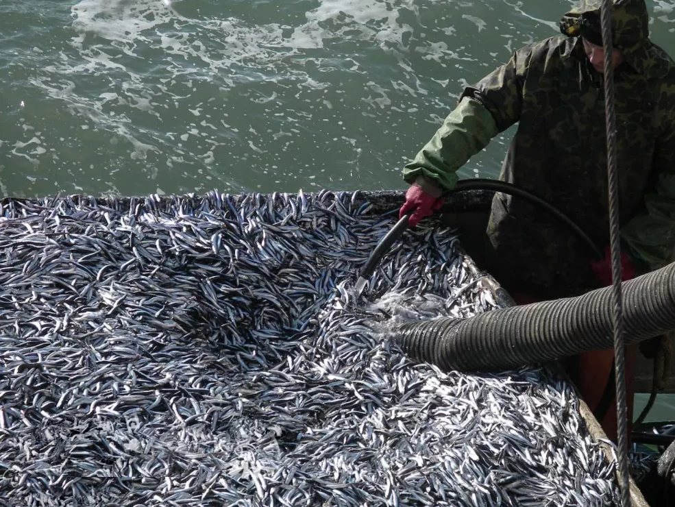 Sprat: Herring, which became iconic in the USSR. They catch 600 thousand tons of it a year, but it never ends. How so? - Sprat, A fish, Yandex Zen, Animals, Longpost, Copy-paste