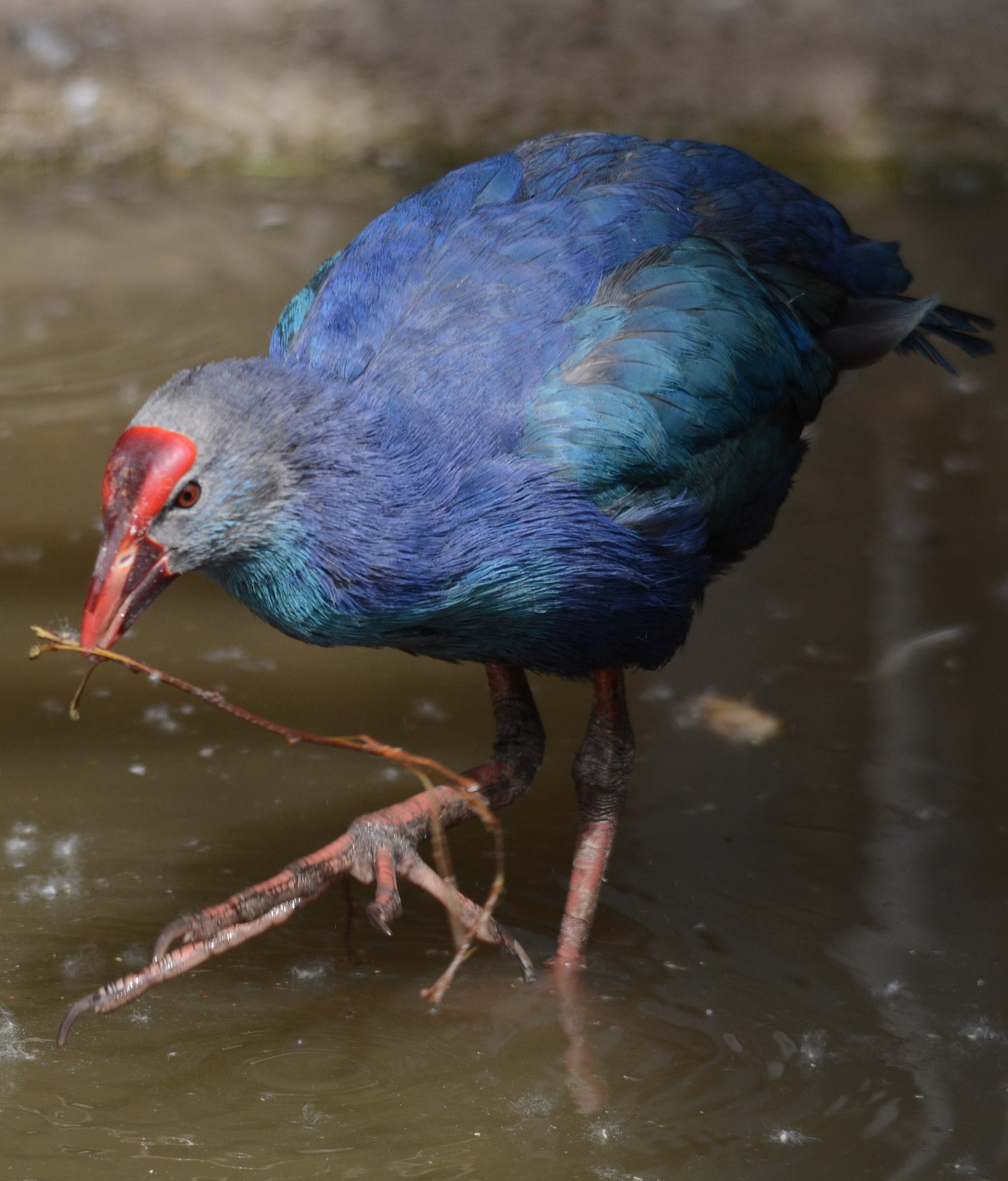 Sultana - Zoo, Lipetsk, Birds, Red Book, Interesting, Longpost