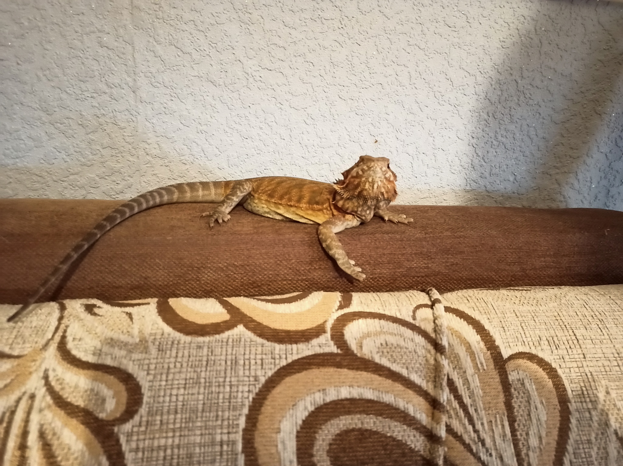 From the Life of Cassie Part 2 I declare this peak conquered, from now on this is the mountain plateau of the great dragon - My, Bearded dragon, Lizard, Reptiles at home