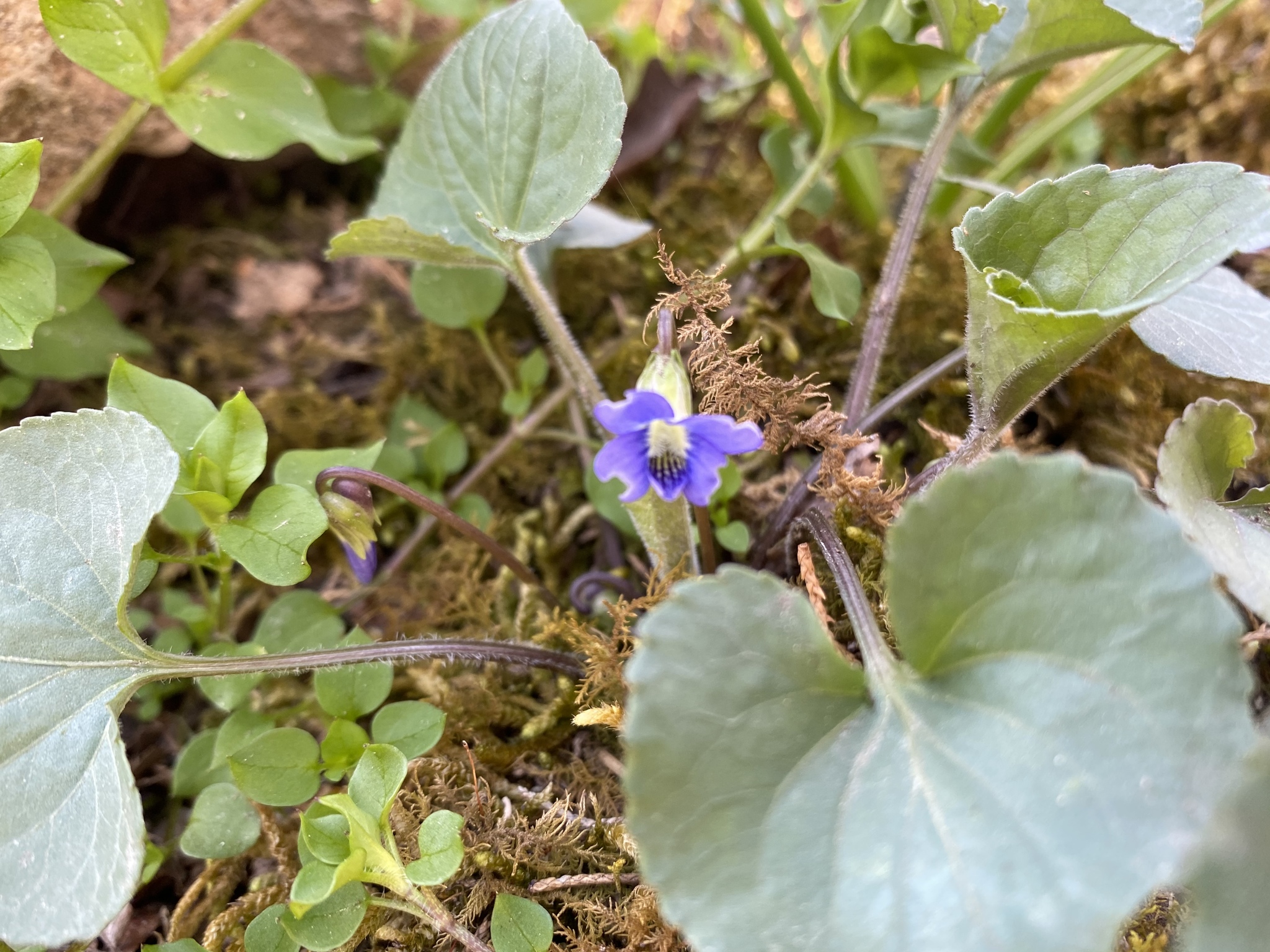 Vegetable garden in touch! - My, Garden, Flowers, Spring, Longpost