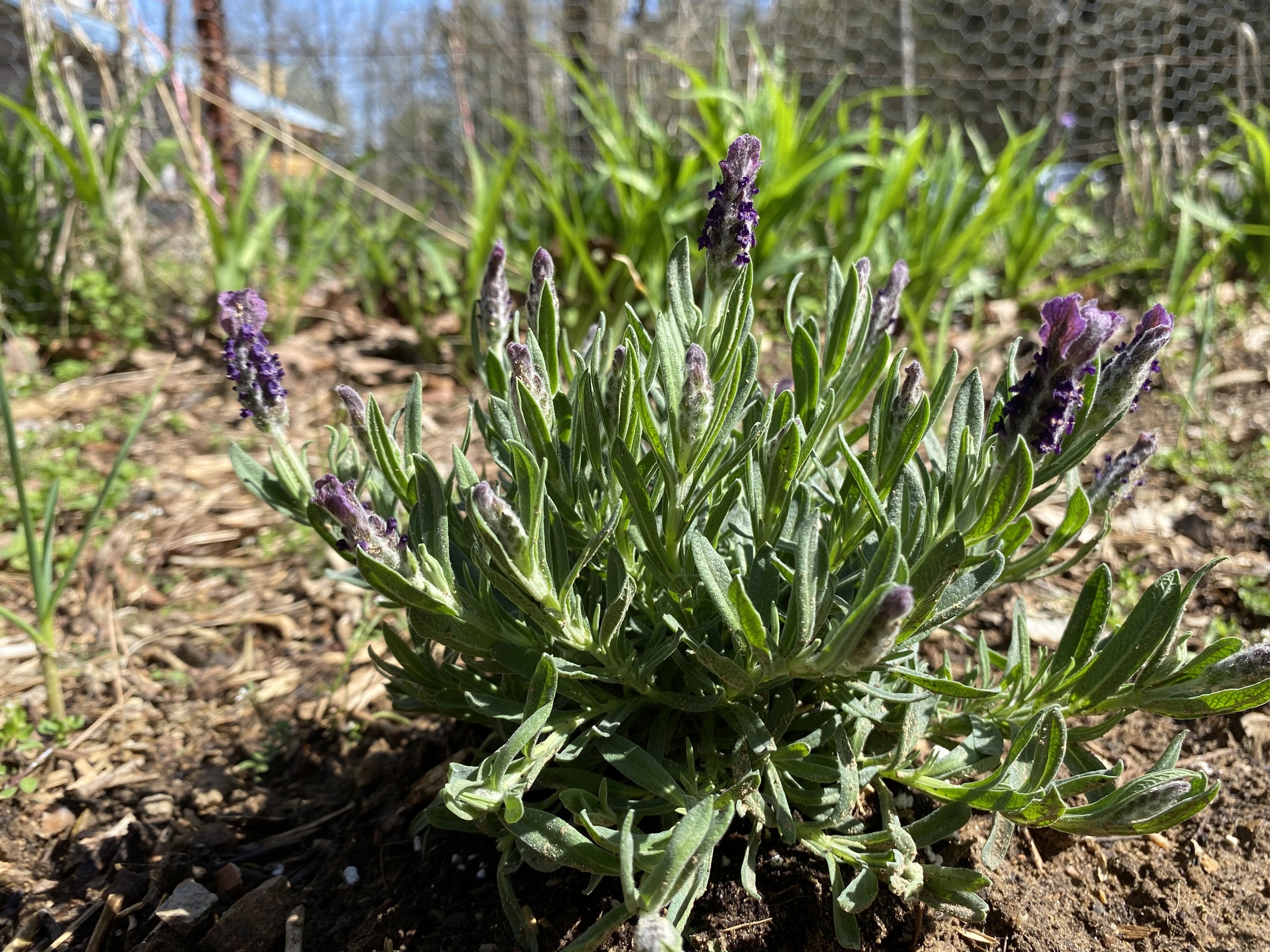 Vegetable garden in touch! - My, Garden, Flowers, Spring, Longpost