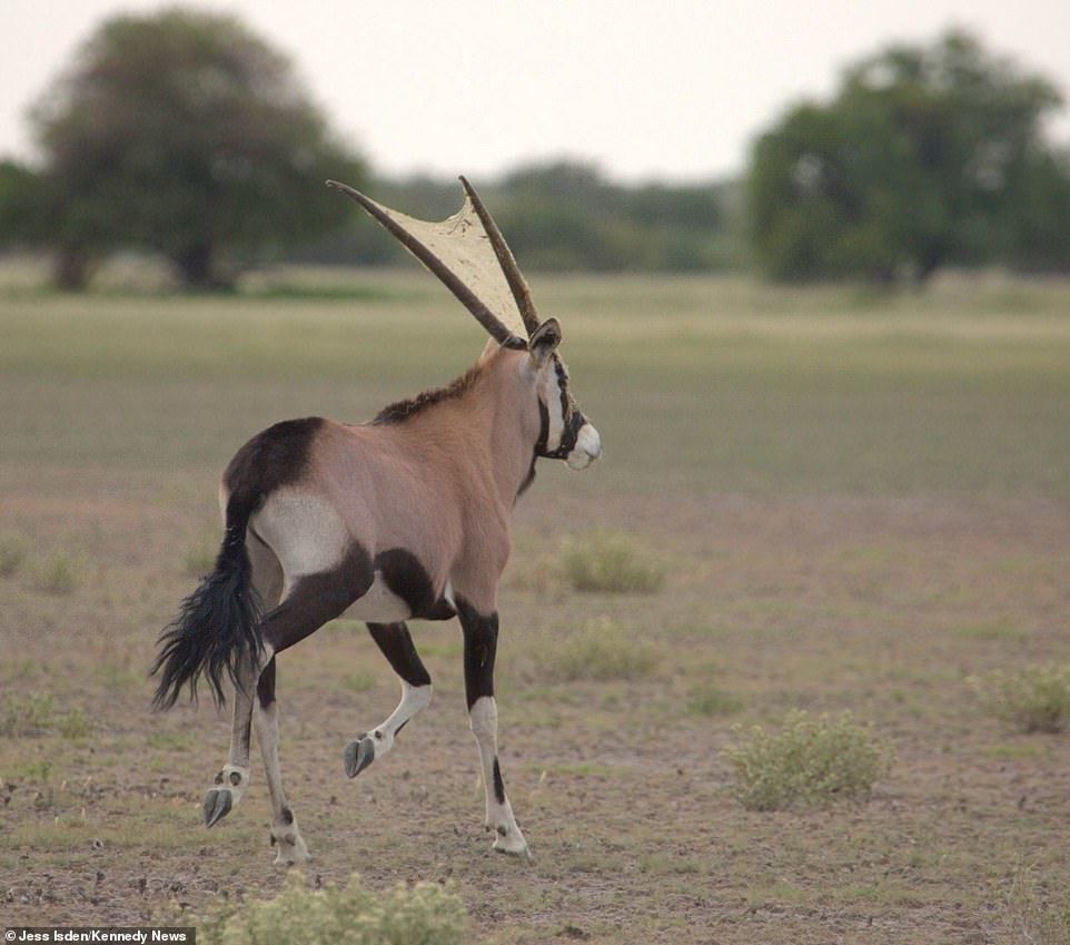 Spider decorated antelope - Antelope, Spider, Longpost, Web