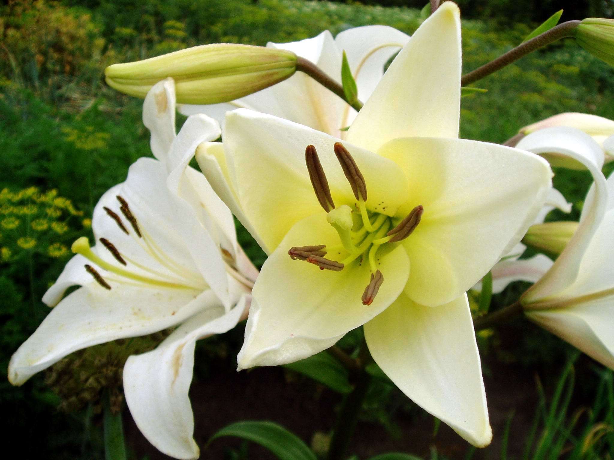 Hurry summer - My, After the rain, Lily, Flowers, Dew, Longpost