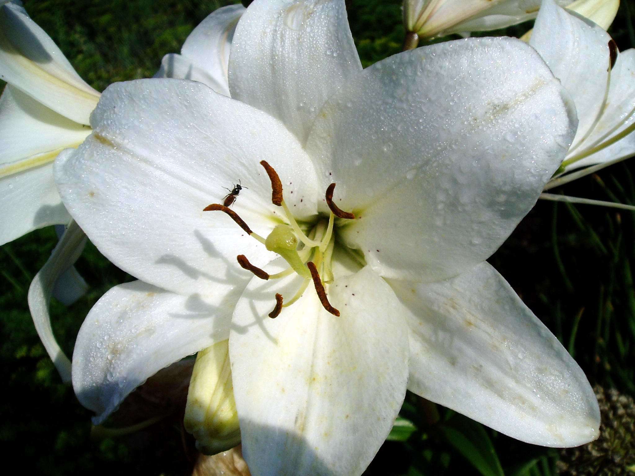 Hurry summer - My, After the rain, Lily, Flowers, Dew, Longpost