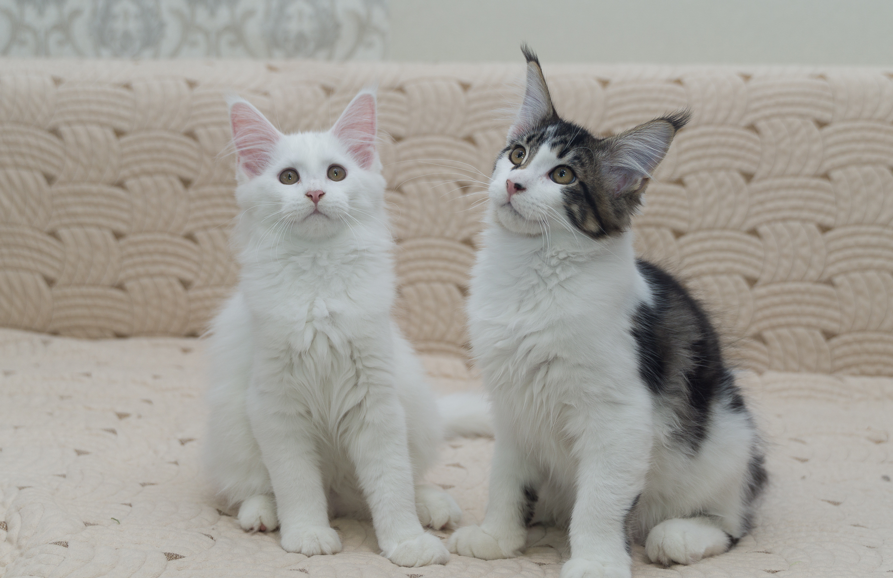 Young cubs - My, Kittens, Maine Coon, Longpost, cat, Pets