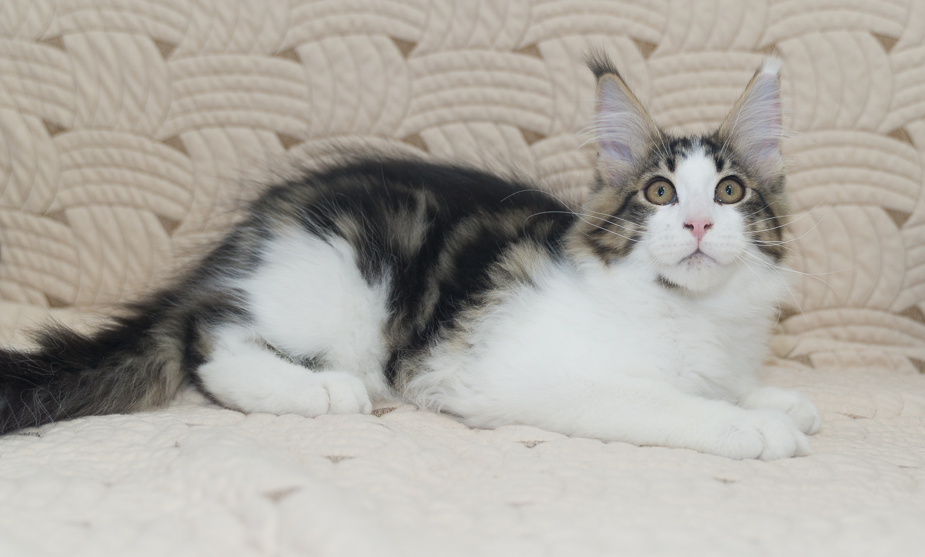 Young cubs - My, Kittens, Maine Coon, Longpost, cat, Pets