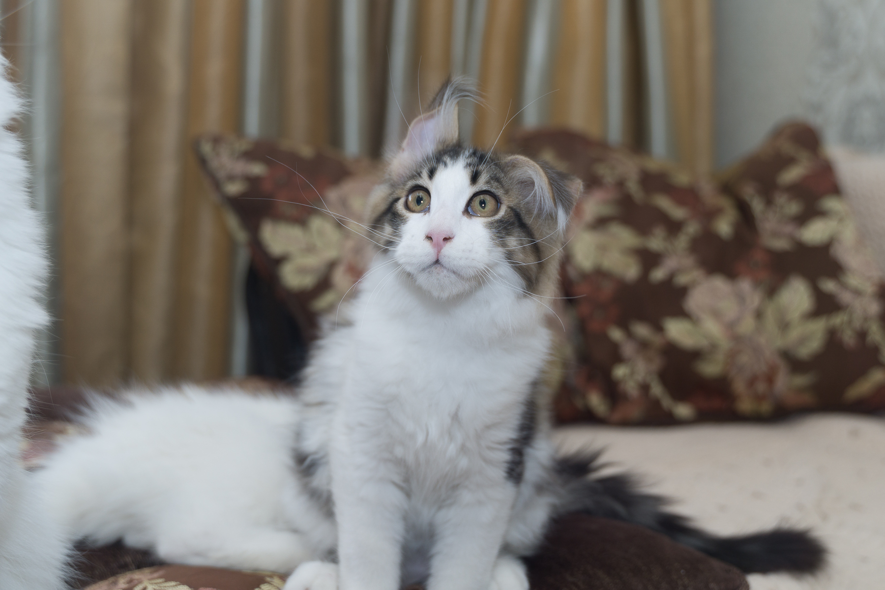 Young cubs - My, Kittens, Maine Coon, Longpost, cat, Pets