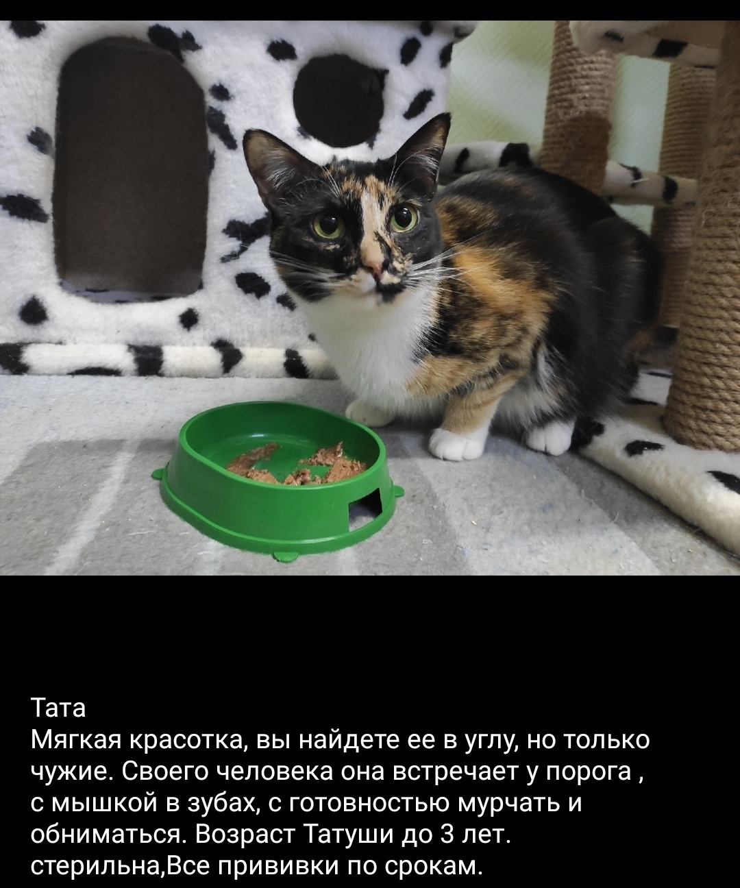 Kitties Sally and Tata are in good hands. Moscow, region, St. Petersburg - My, No rating, In good hands, Animal shelter, Moscow, Moscow region, Dubna, Cry from the heart, Fluffy, cat, Tricolor cat, Longpost