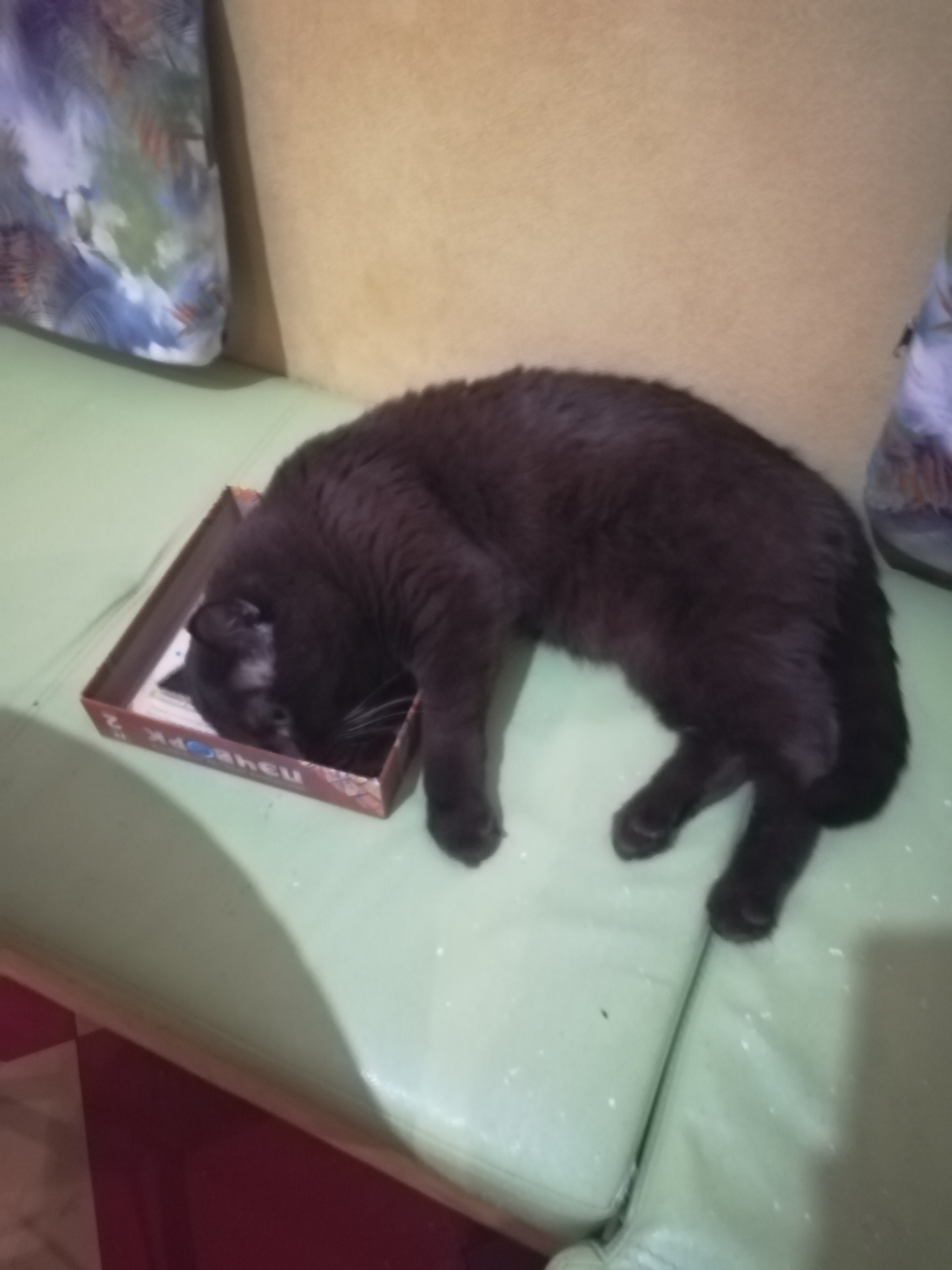 Didn't fit - My, Milota, cat, Box, Excess weight, Longpost