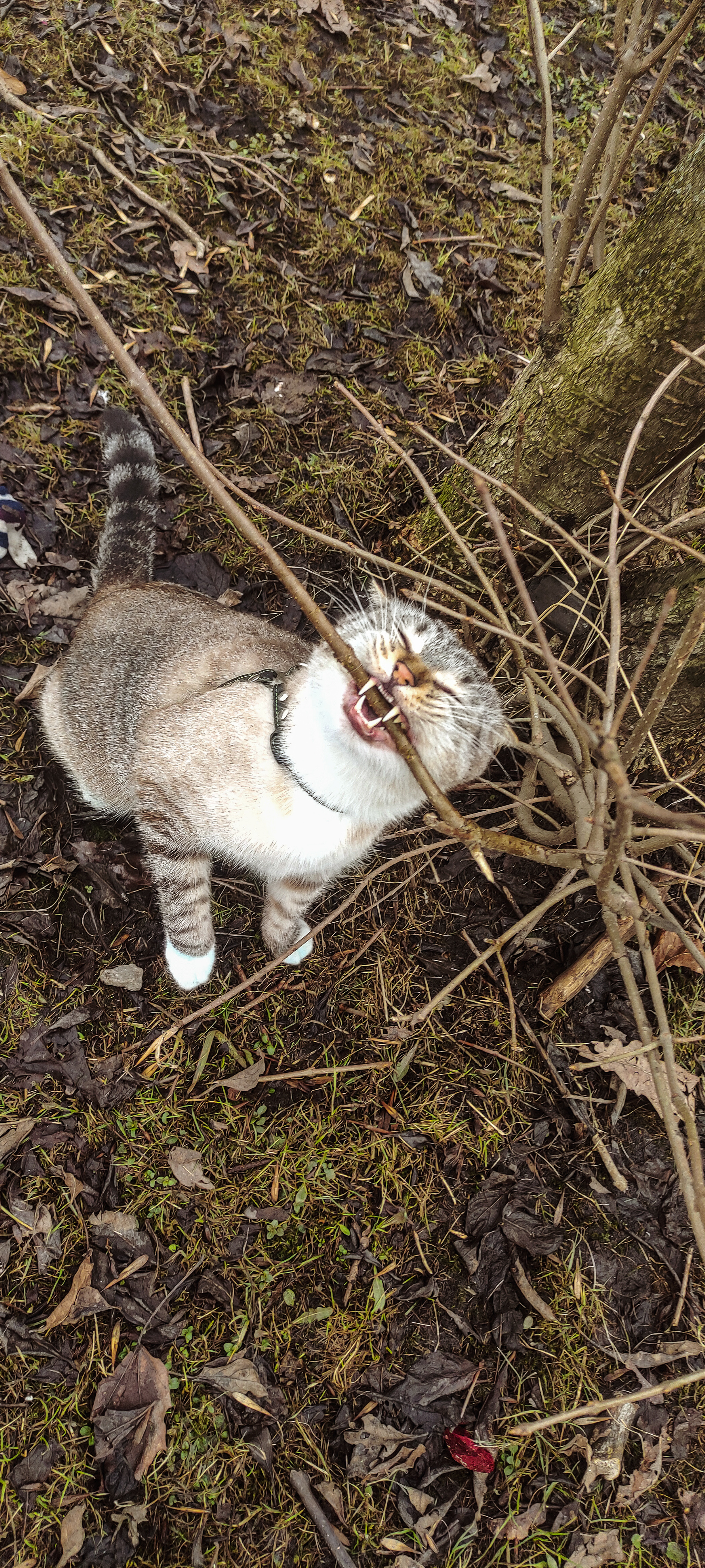 Spring Fever - My, cat, The photo, Spring, Fat cats, Longpost