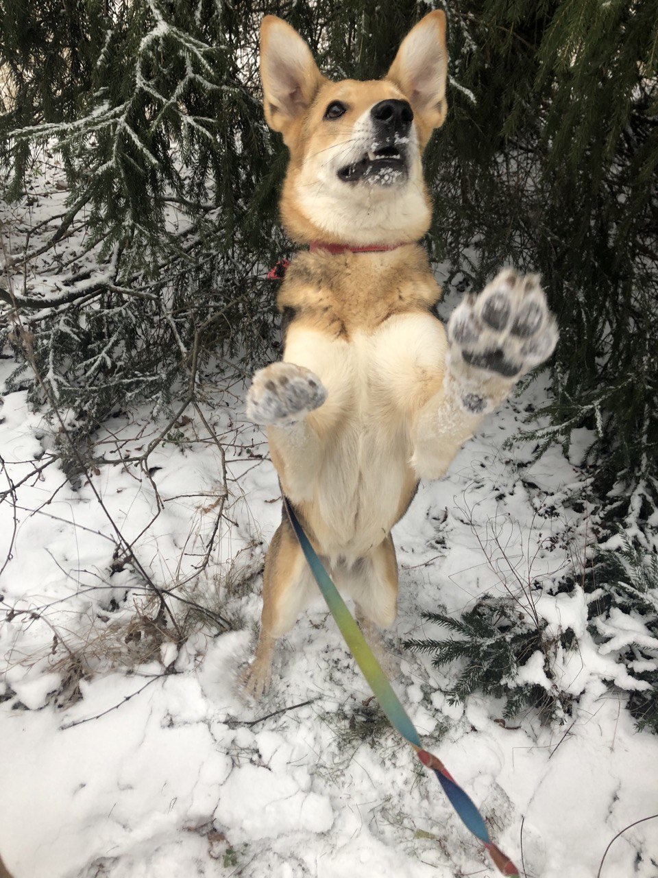 An affectionate dog in good hands. Attempt 2 - In good hands, No rating, Animal Rescue, Moscow, Moscow region, Dog, Longpost