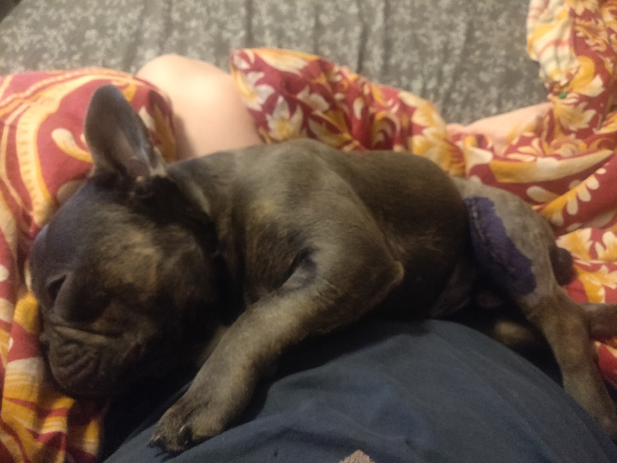 Mike's final operation - My, French Bulldog, Operation, Dog, Mike, Longpost