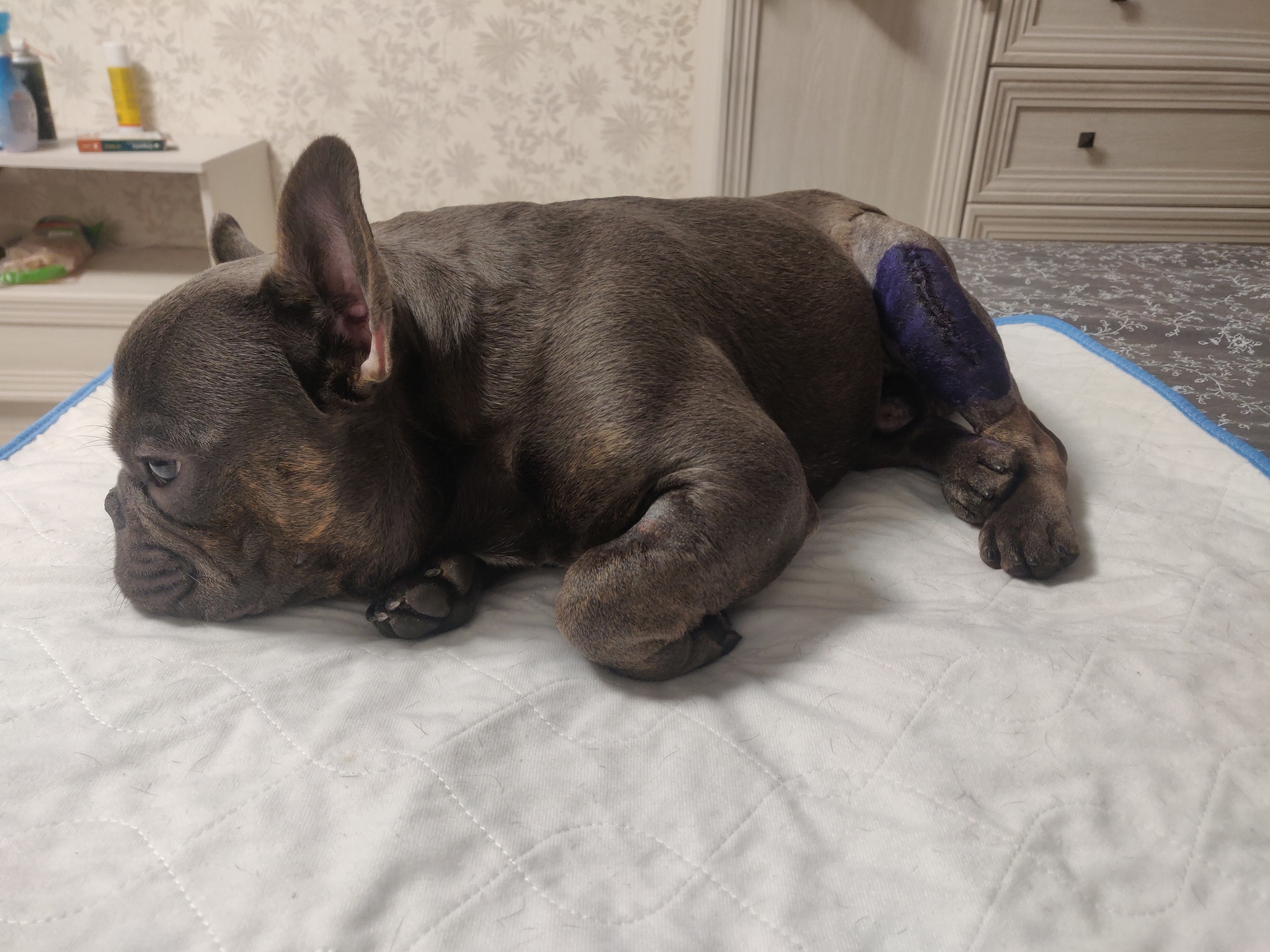 Mike's final operation - My, French Bulldog, Operation, Dog, Mike, Longpost