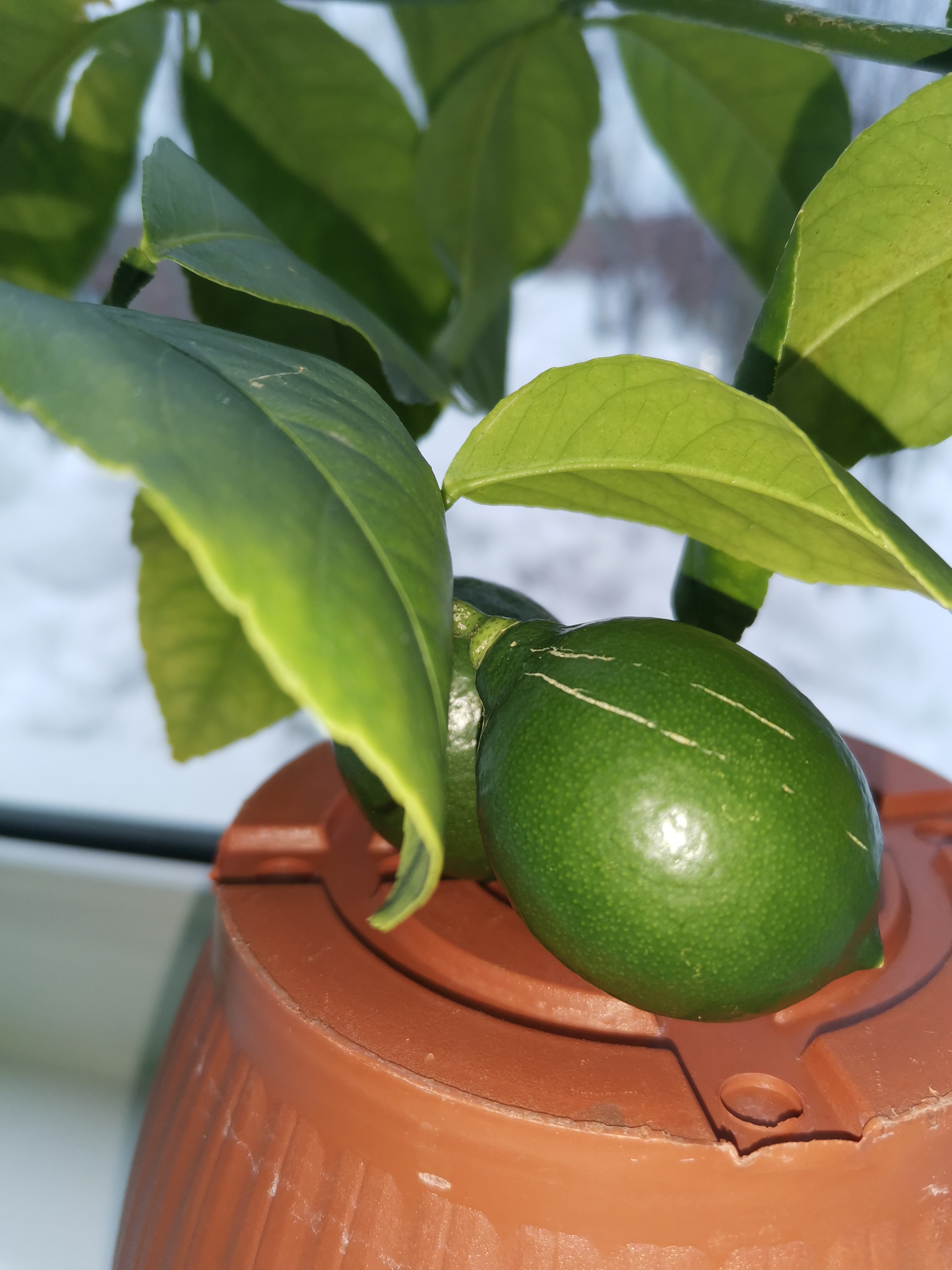 How to grow lemons in the North - My, Lemon, Garden, Citrus, Growing, Longpost