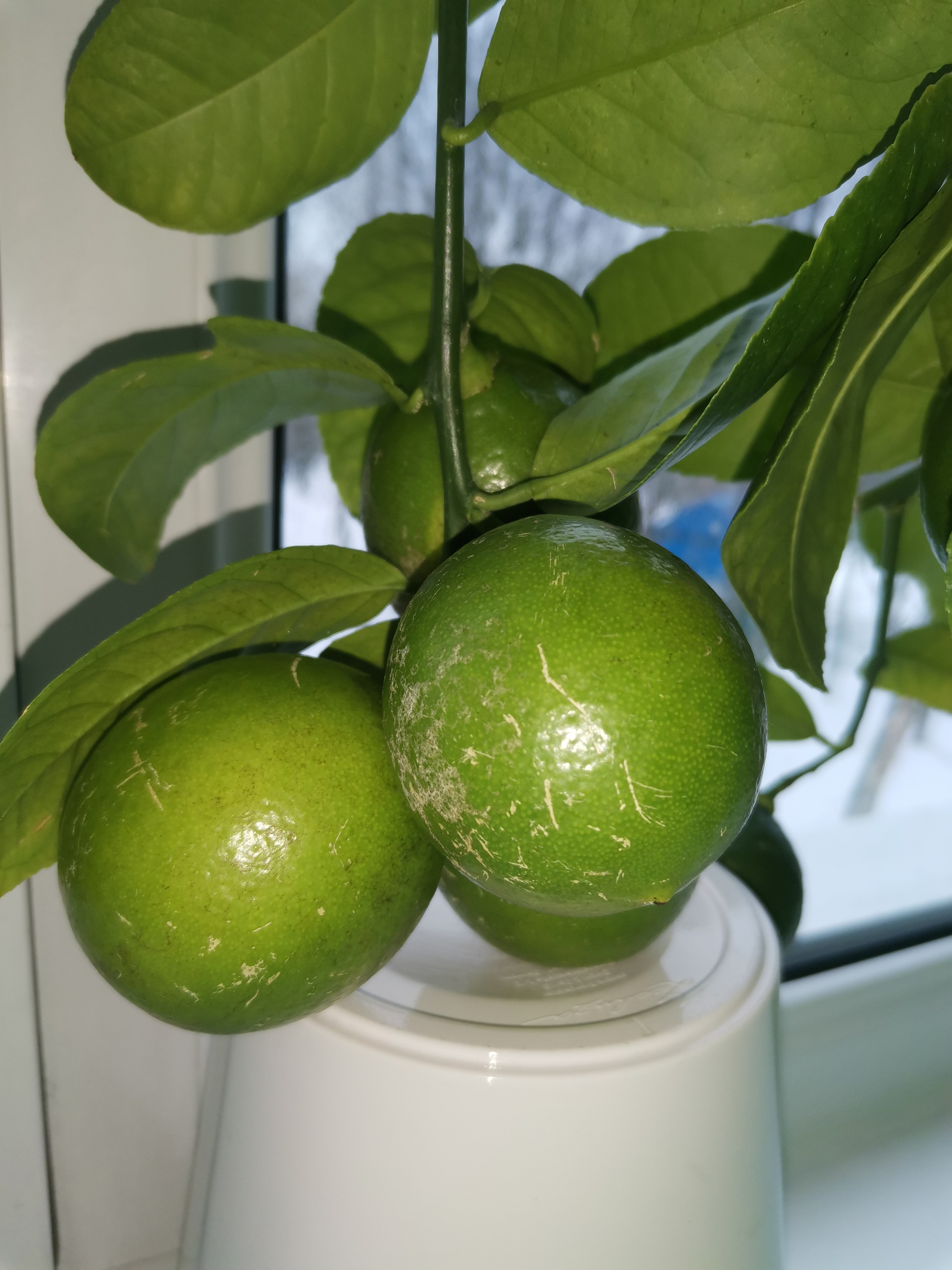 How to grow lemons in the North - My, Lemon, Garden, Citrus, Growing, Longpost