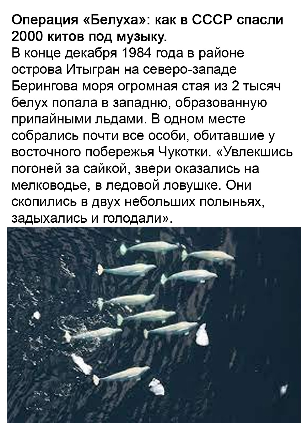 White whales and Pugacheva - Picture with text, Longpost, Chukotka, Alla Pugacheva, Animal Rescue, Positive, Beluga whales