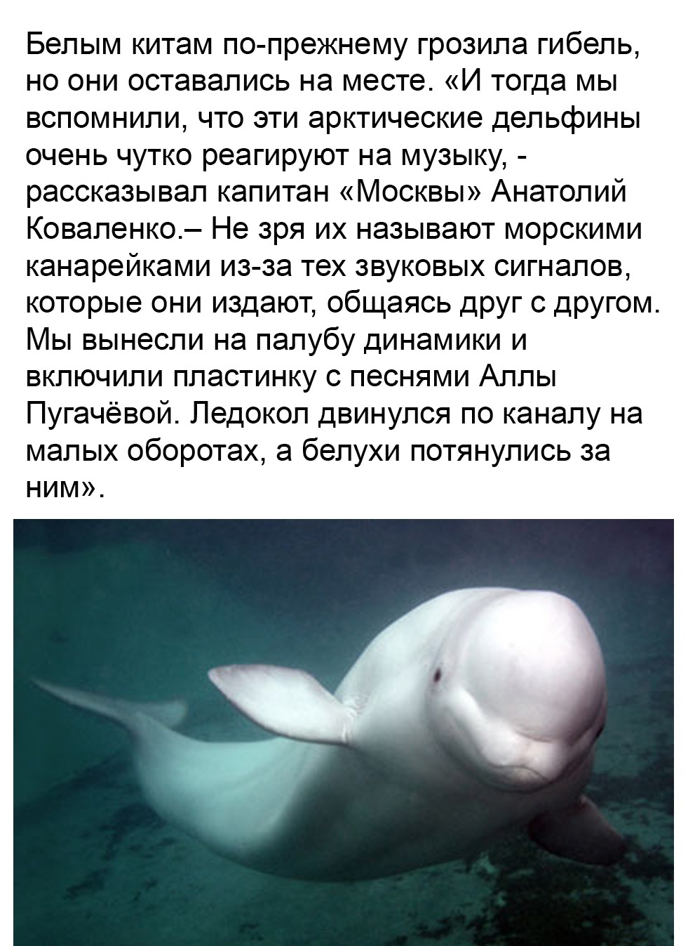 White whales and Pugacheva - Picture with text, Longpost, Chukotka, Alla Pugacheva, Animal Rescue, Positive, Beluga whales