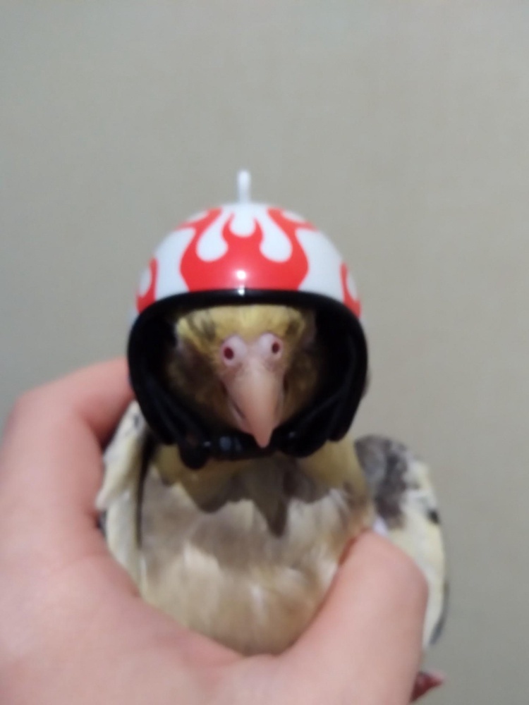 Parrot helmet - My, Humor, A parrot, Helmet, Birds