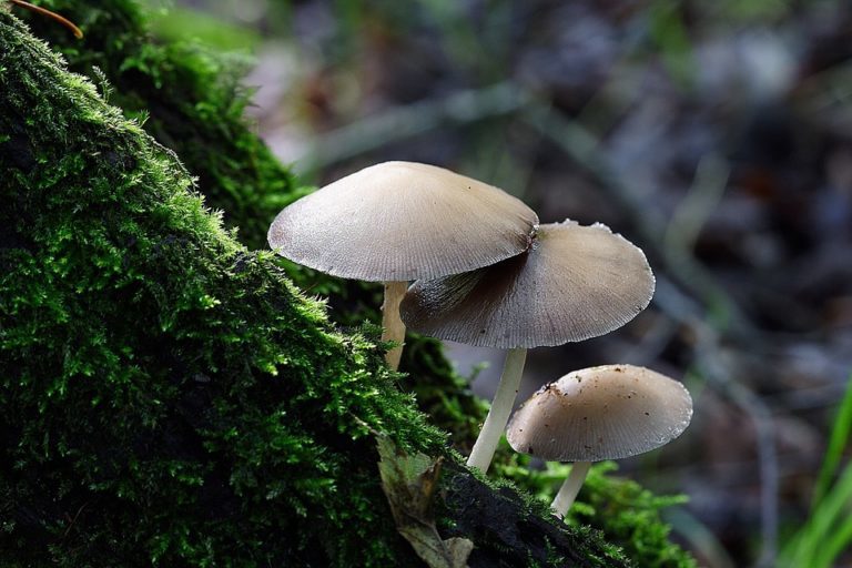 New fungi have been discovered that can eat plastic - Mushrooms, Plastic, Waste recycling, Ecology, Longpost