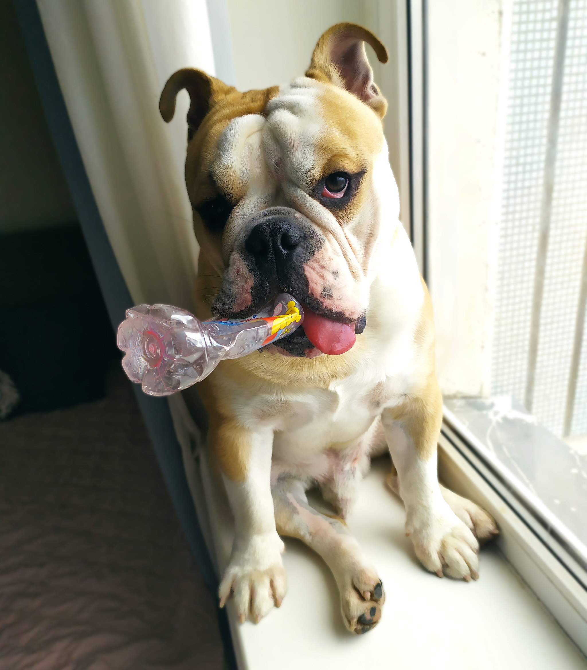 What to do when your dog is pig mucus? - My, English bulldog, Need advice, Longpost, Dog, Training, Bulldog