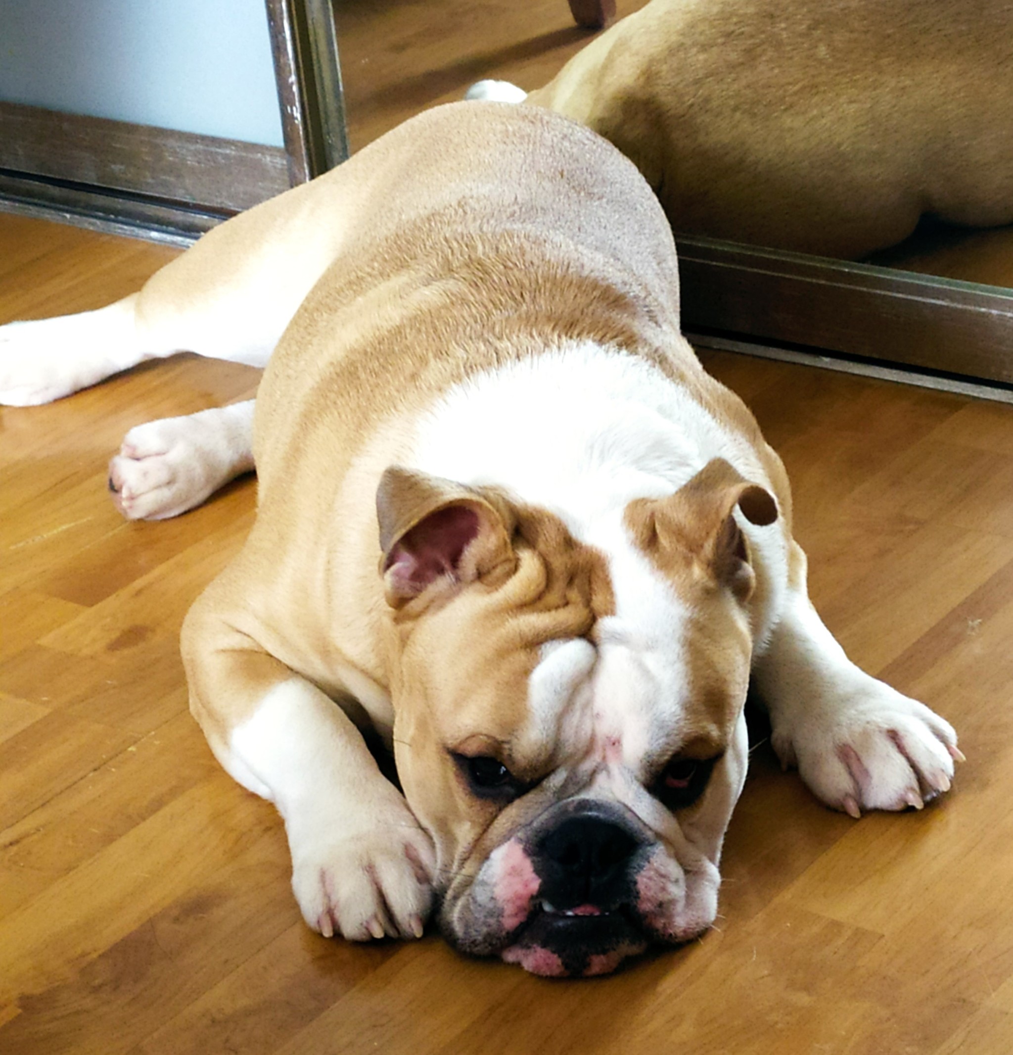 What to do when your dog is pig mucus? - My, English bulldog, Need advice, Longpost, Dog, Training, Bulldog