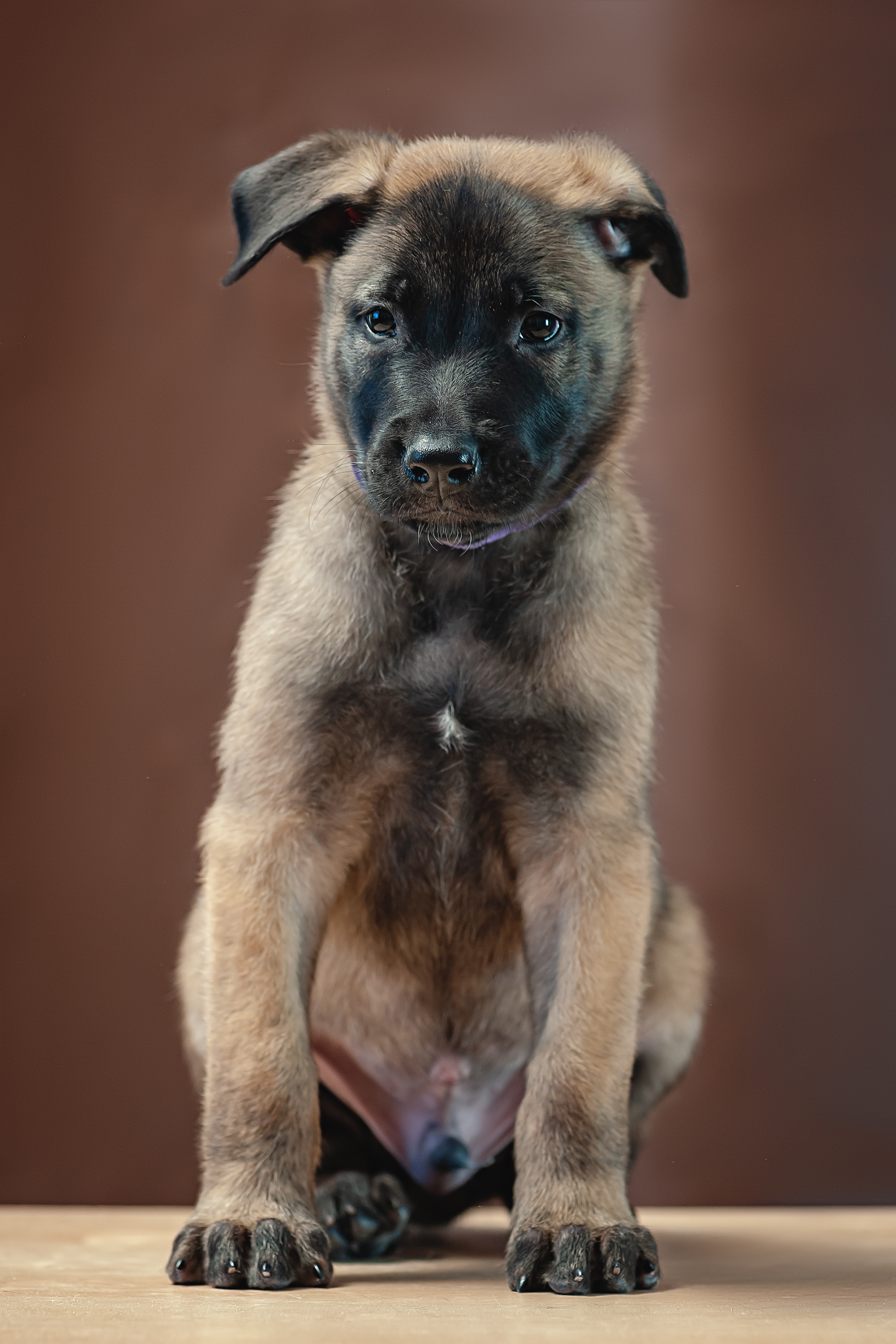 Photos of dogs :) - My, PHOTOSESSION, Dog, Malinois, Chihuahua, Mestizo, Longpost, The photo, Animals