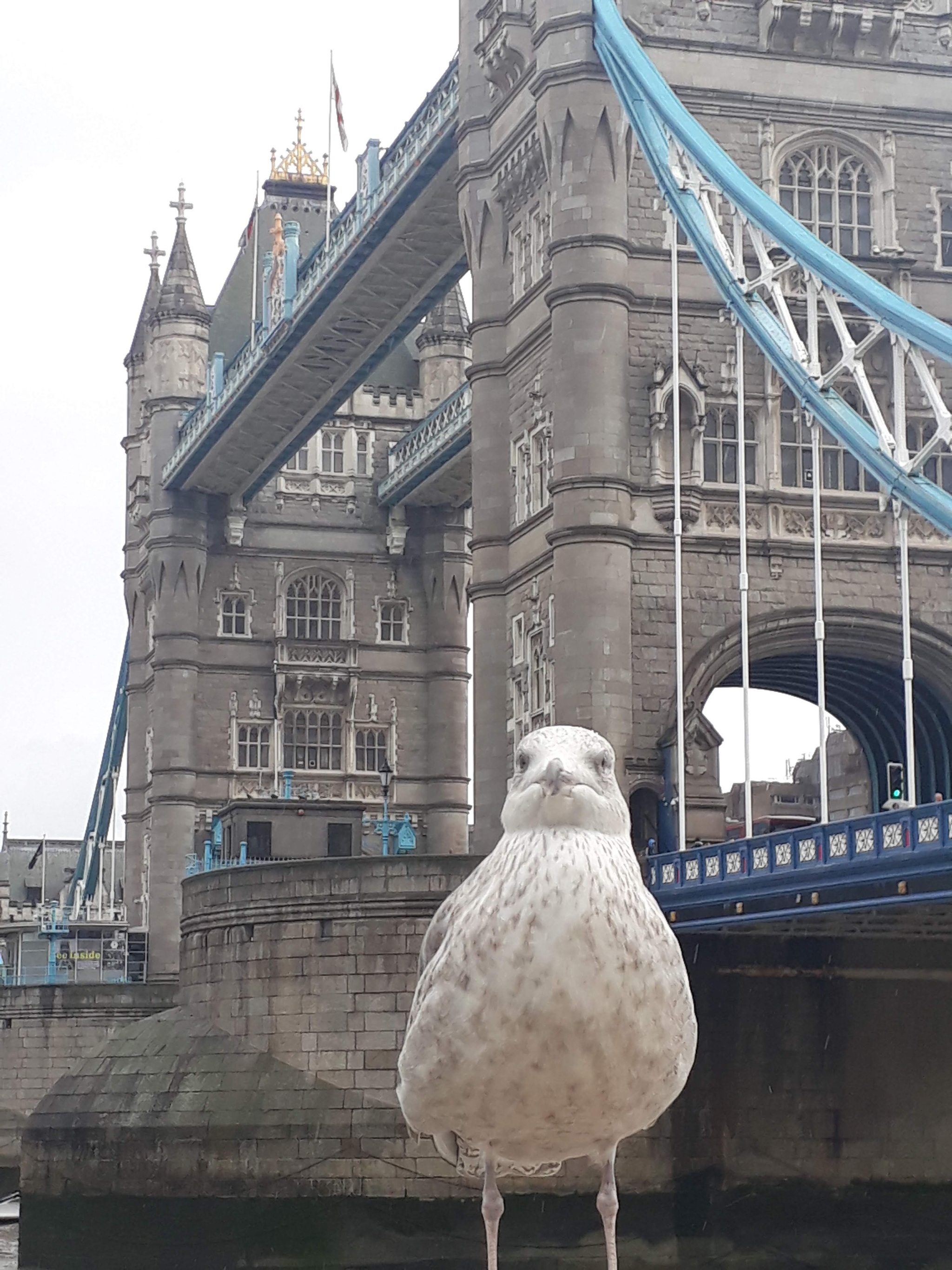 Head of custom - My, London, Thames