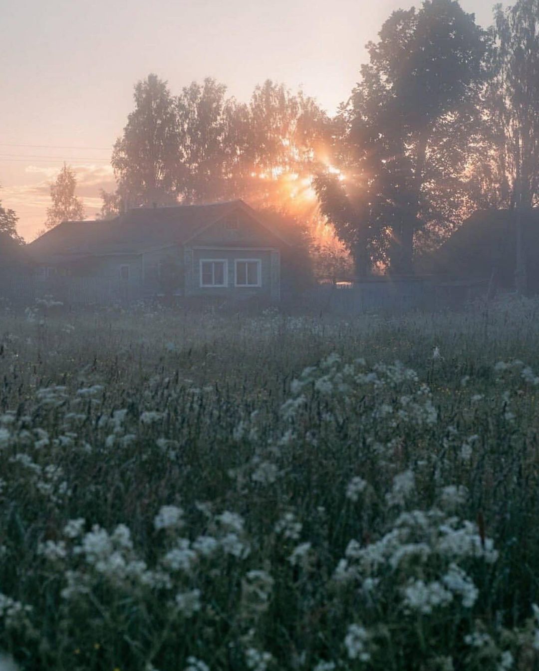 Photos from a serene childhood... - The photo, Childhood memories, Longpost, Village, Sky, Cow, cat, Flowers, Field