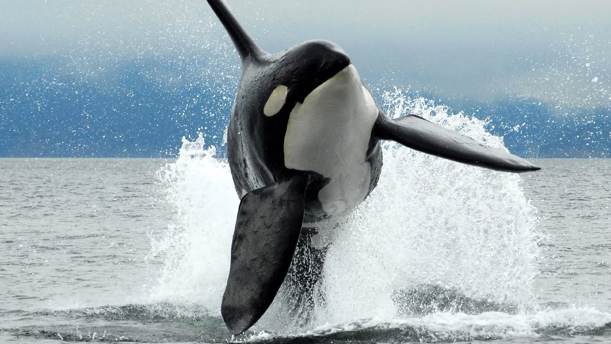 Killer whales, facts about killer whales - Animals, Facts, Ocean, Killer whale, Yandex Zen, Longpost