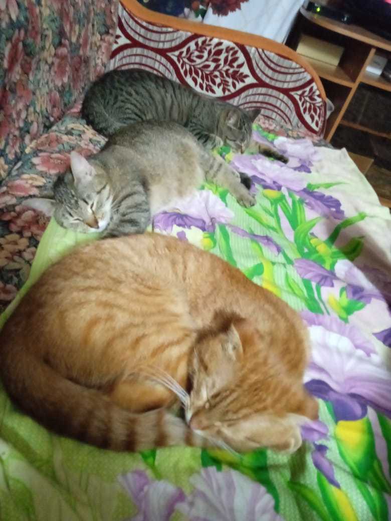 Tygydyk family contract (sleeping) - My, Sleep in the afternoon, The photo, cat, Tygydyk, Impudence