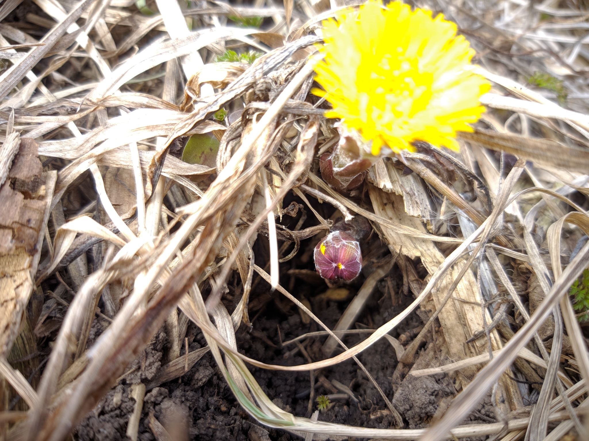 The first spring flowers... - My, Flowers, Spring, Nature