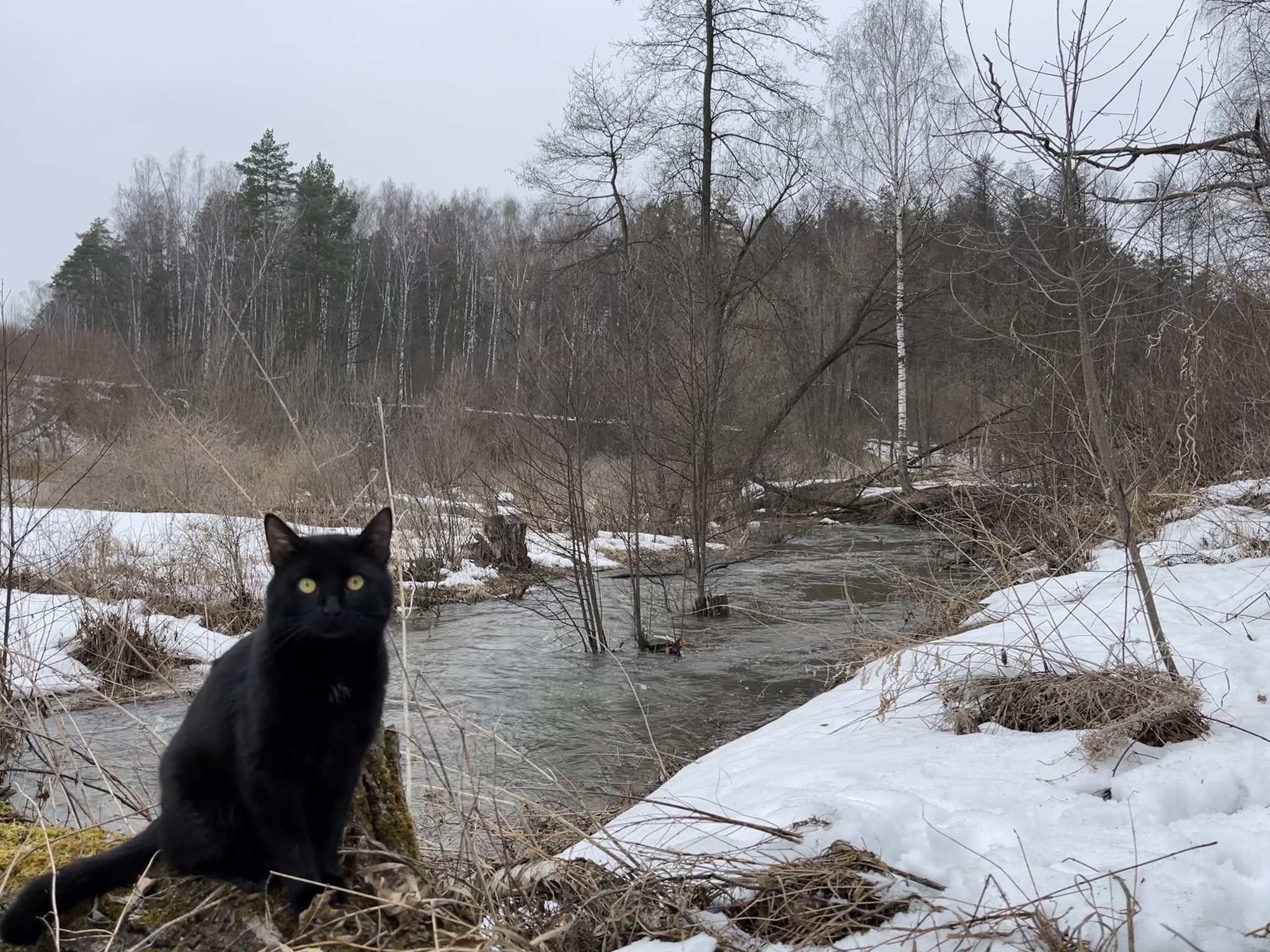 My favorite photo models) - My, cat, Dog, Doberman, Forest, River, Animals