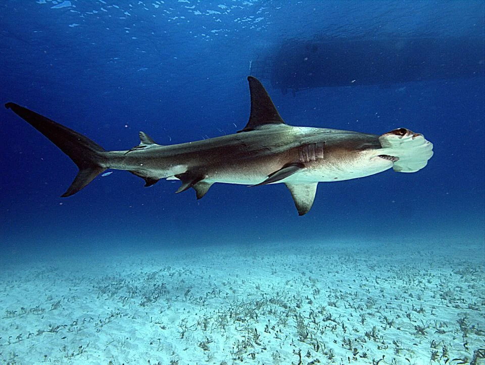 A new species of shark has been discovered off the coast of the Carolinas, causing beads of sweat to run down scientists' backs. - Shark, Facts, Ocean, Wild animals, Yandex Zen, Longpost