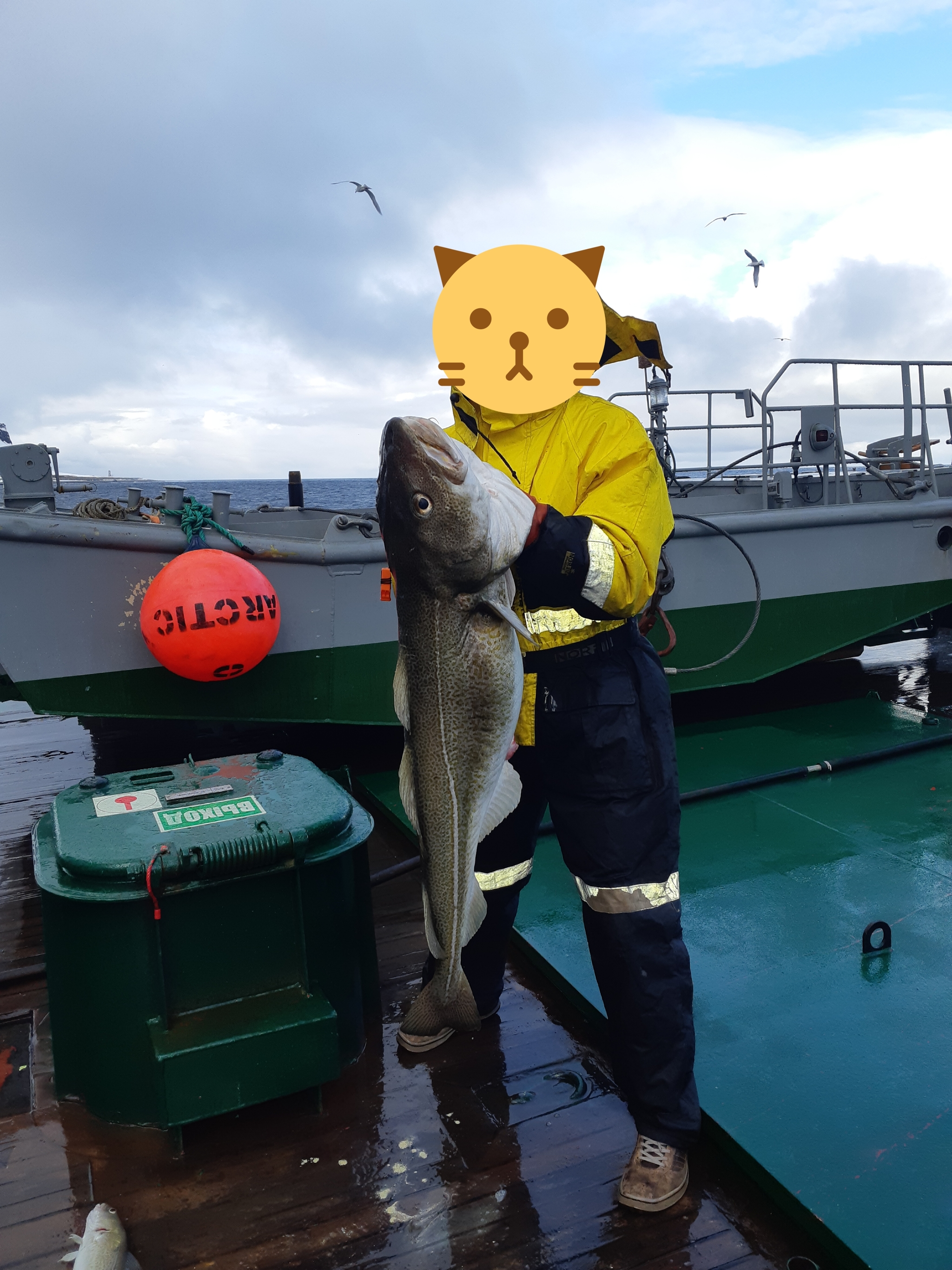 Cod - My, Cod, Fishing, Barents Sea, Longpost