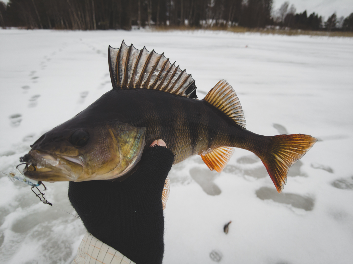 Excellent fishing for perch and pike. I caught both a large perch and a trophy pike - My, Winter fishing, Pike for live bait, Pike, Perch, Fishing, Hunting and fishing, Leisure, Camping, Zherlitsy, Asp, Video, Longpost