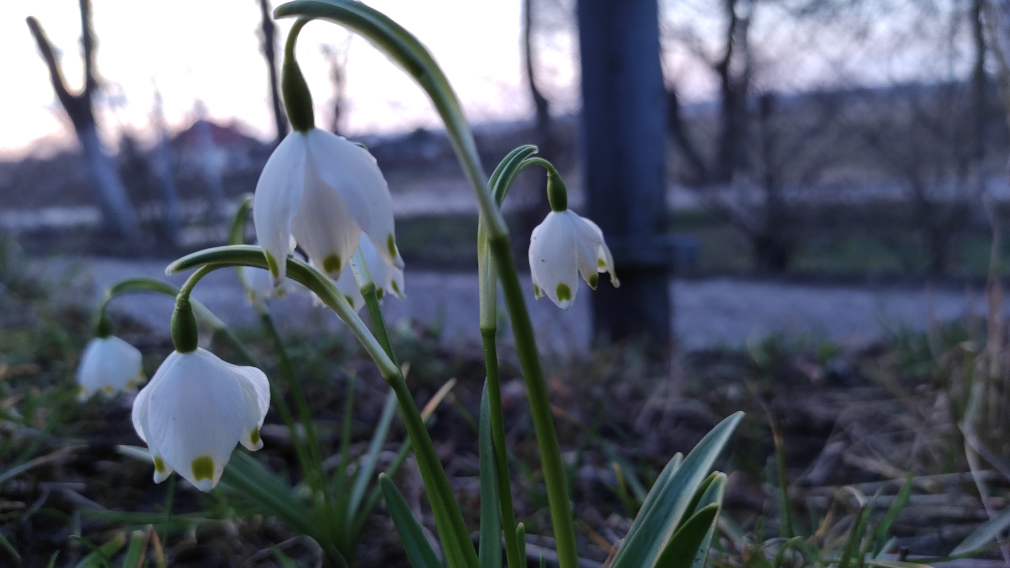 A little spring in your feed ^^ - My, Snowdrops flowers, Spring