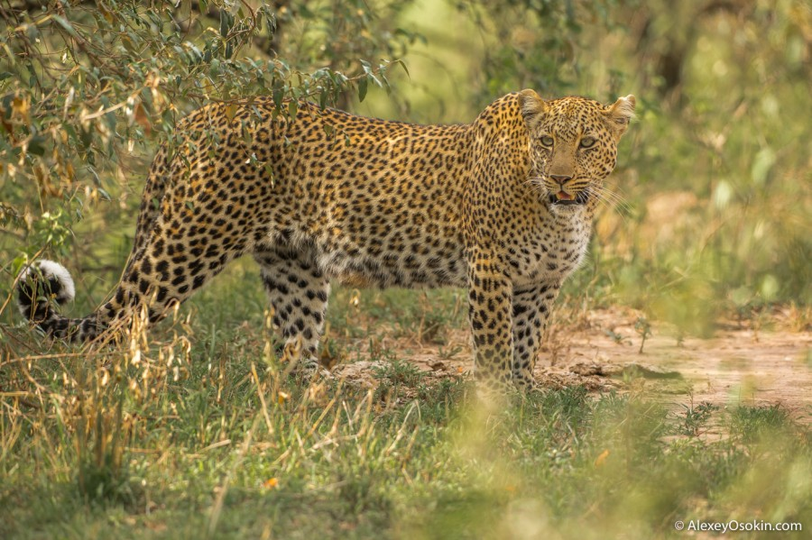 Jaguar and leopard - they are so different!... - Jaguar, Leopard, Big cats, Cat family, Differences, Wild animals, Alexey Osokin, Informative, Longpost