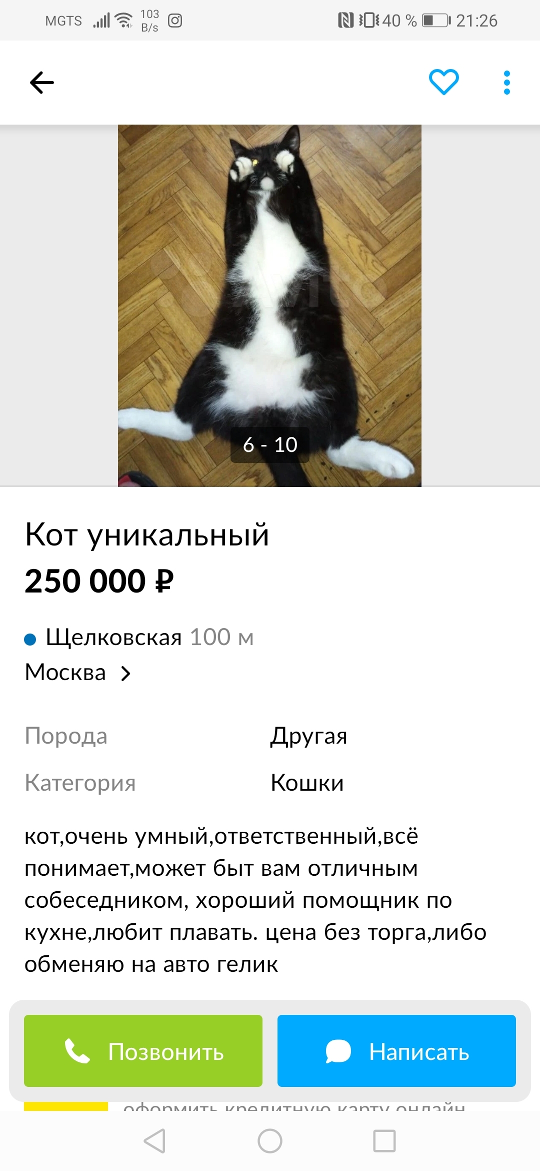 From the vastness of auito. Unique cat - Ads on the Internet, Mom's friend's son, Avito, Announcement on avito, Longpost