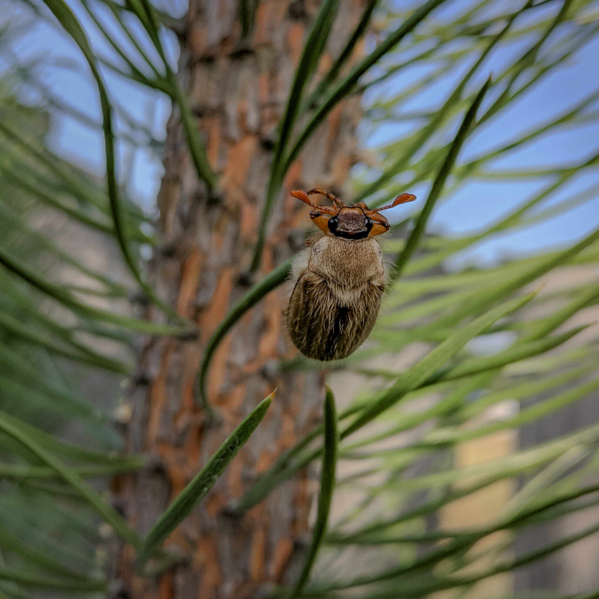 A small macro photo shoot of insects for curious peek-a-boos and peek-a-boos - My, Macro photography, Insects, Nature, Жуки, Wasp, PHOTOSESSION, Microworld, Informative, Mobile photography, Longpost