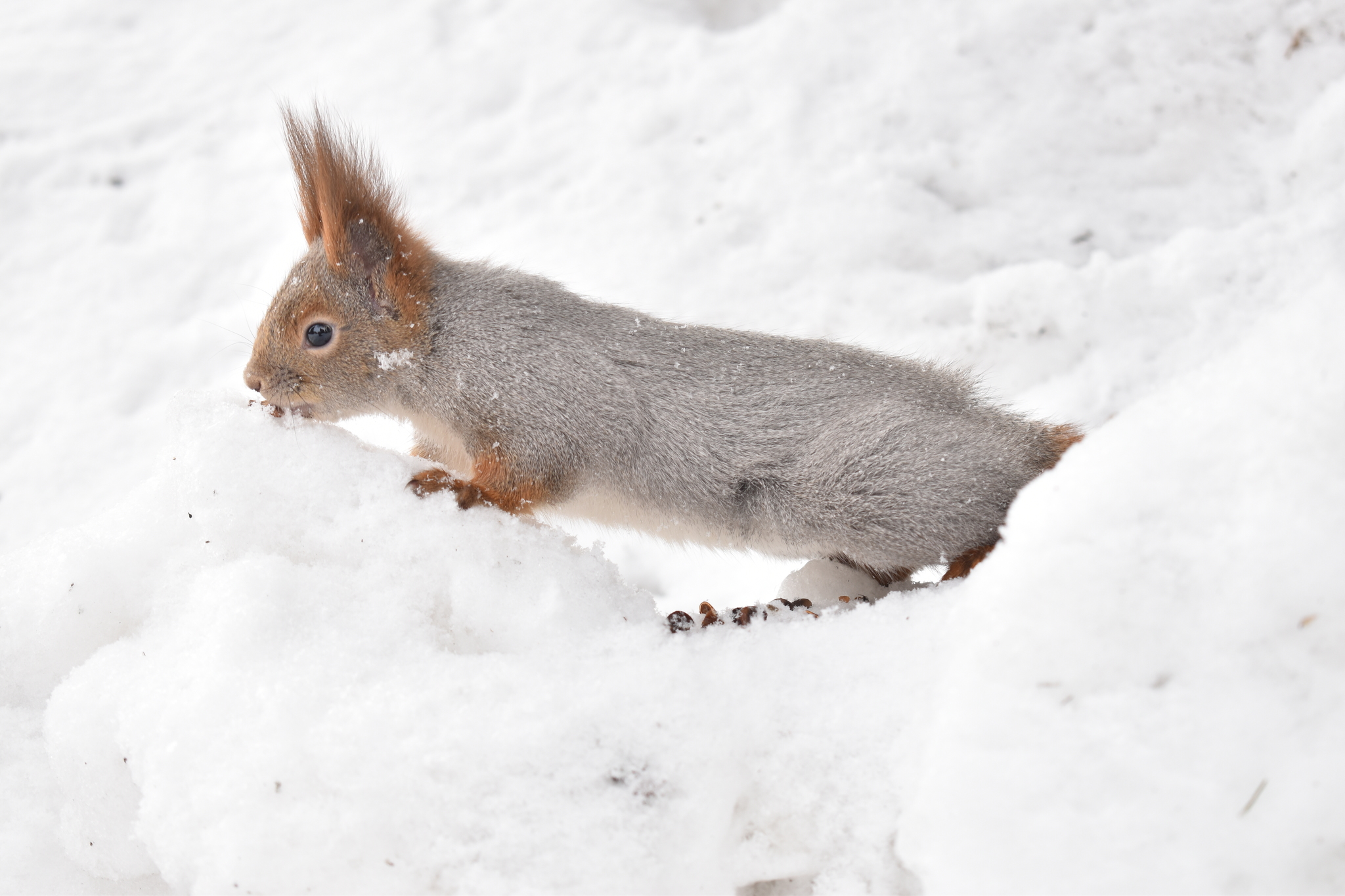 Squirrel - My, Squirrel, Is eating, Animals