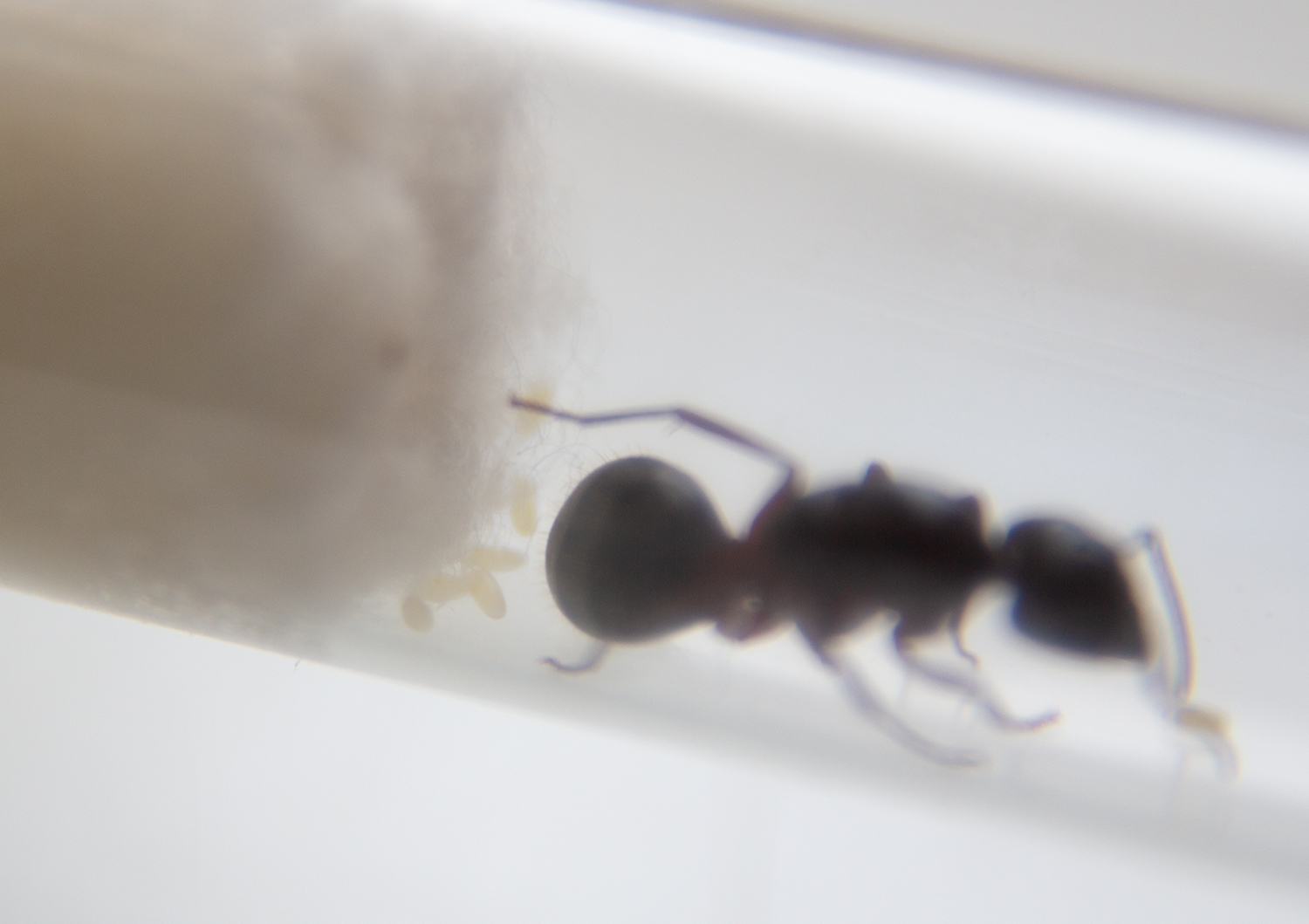 Spring came. It's time to wake up Gerka (Camponotus herculeanus) - My, Ants, Wintering, Longpost, Insects