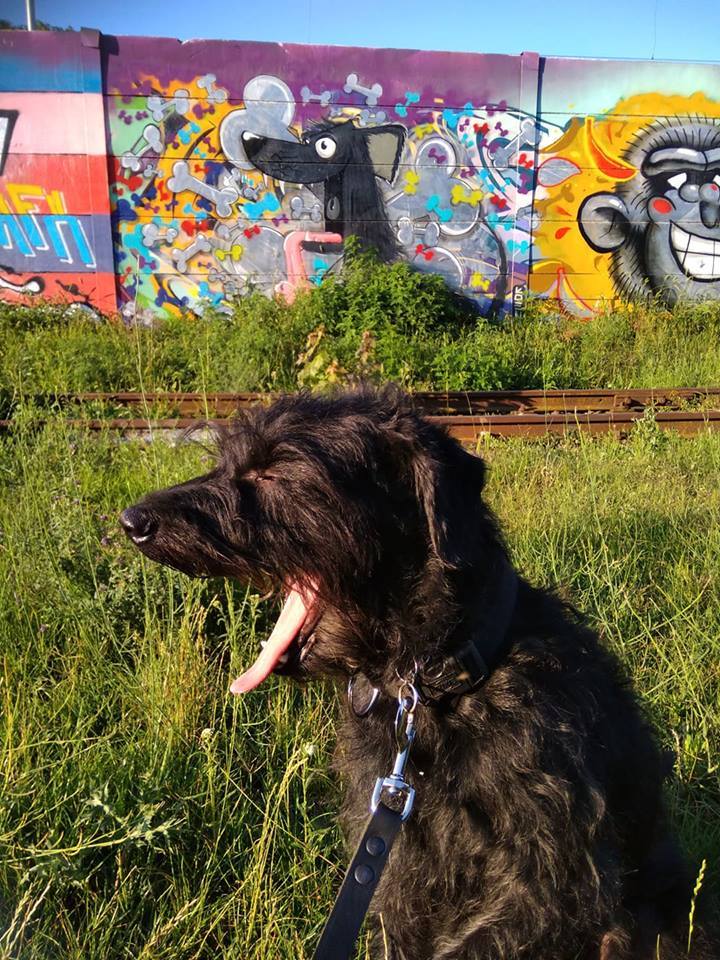 “My dog ??yawned just as I took a photo of him in front of the graffiti that looked like him.” - Dog, Graffiti, Similarity