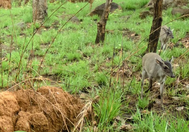 The rarest antelope was photographed for the first time in the African wild - Duiker, Antelope, Wild animals, wildlife, Rare animals, Rare view, Africa, Western Africa, Tag, National park, Phototrap, British scientists, The science, Research, Protection of Nature, Longpost