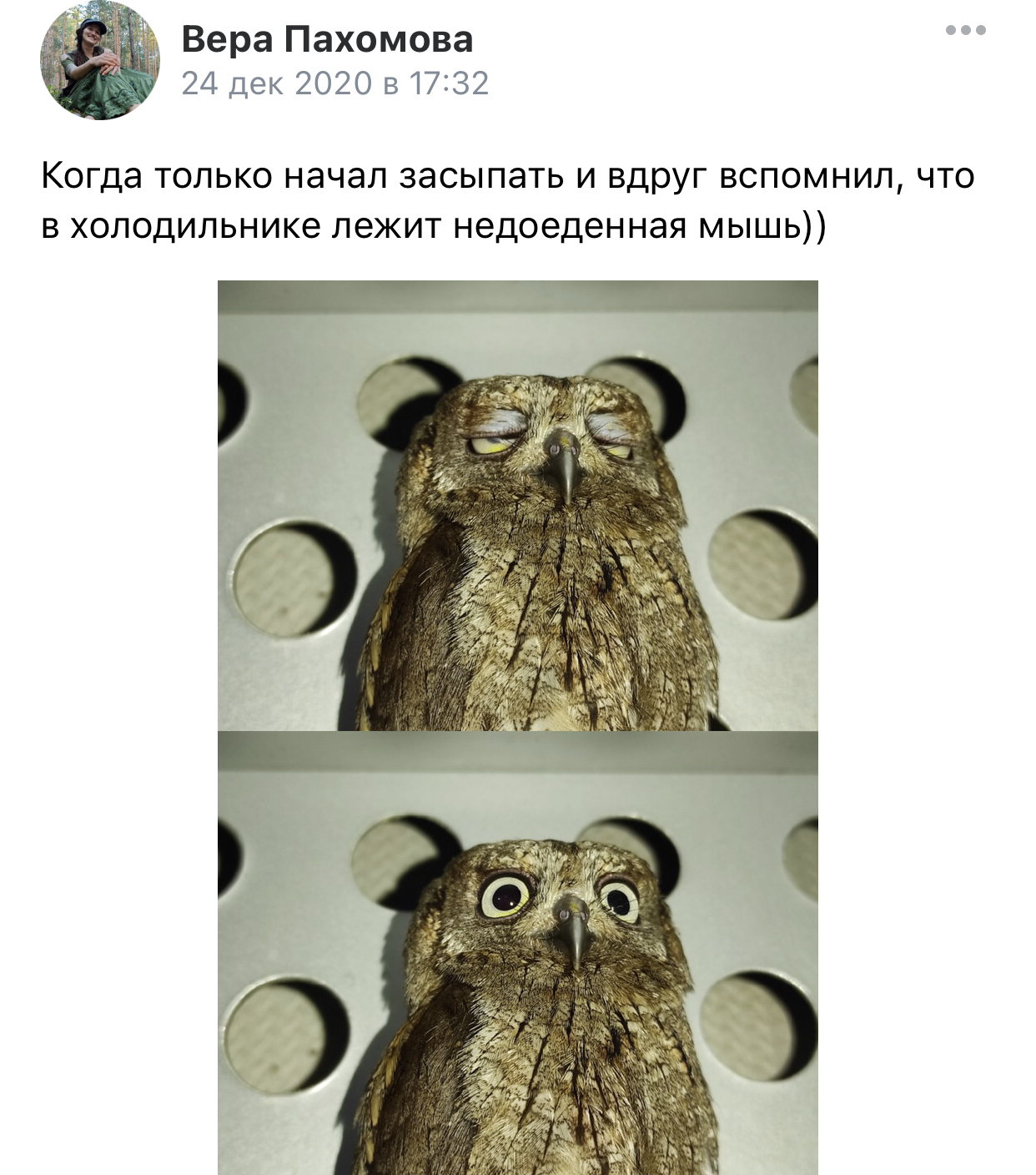 I do the same with sweets. - Owl, Refrigerator, Screenshot