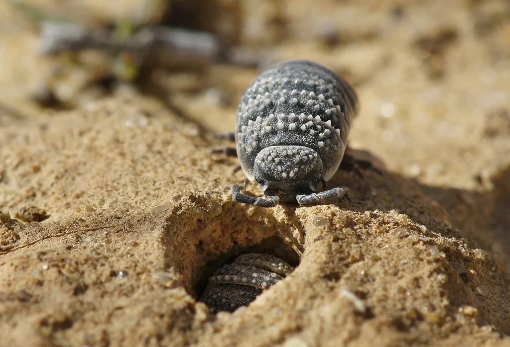 Desert woodlouse: They are the ones that support life in the desert. An unnoticed but most important creature of the Asian sands - Woodlice, Crustaceans, Yandex Zen, Animals, Desert, Longpost