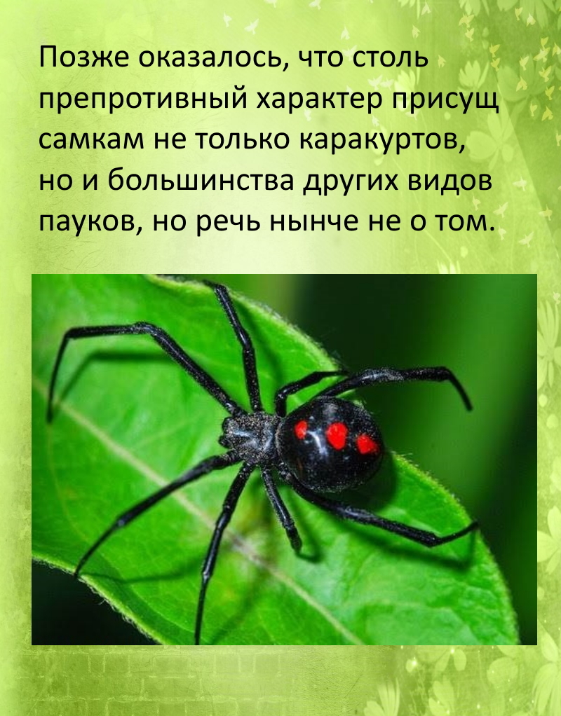 Male ingenuity, or a worthy response to the “Black Widows” - Insects, Spider, In the animal world, Facts, Relationship, Relationship problems, Longpost, Picture with text