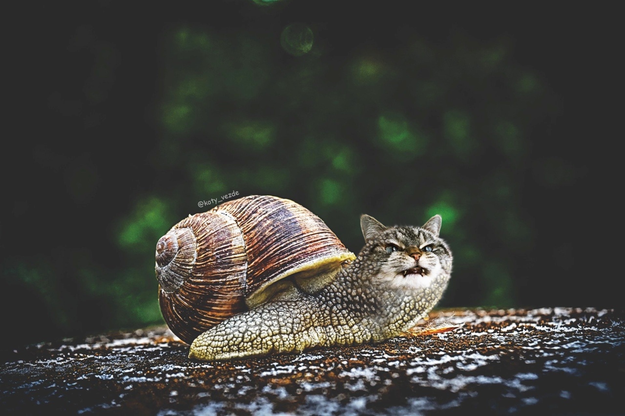 What shall we call it? - cat, Snail, Photoshop