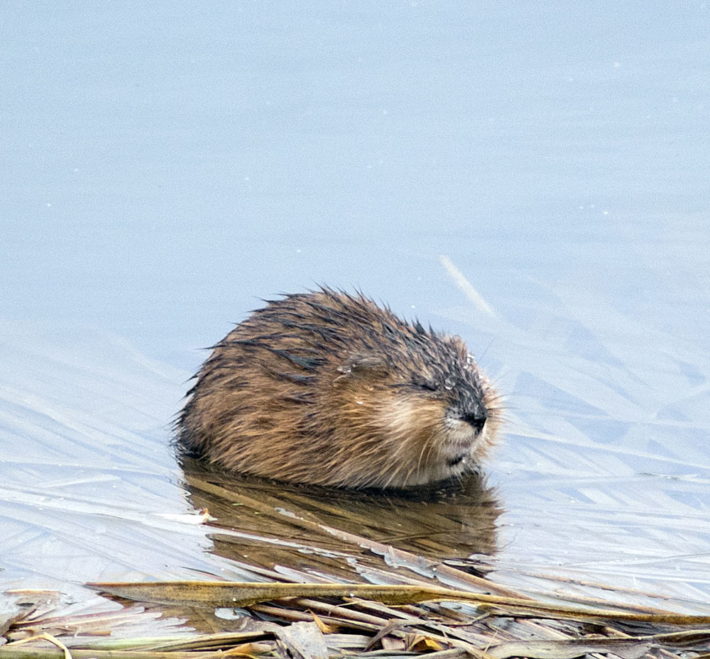 Musk rat - My, Muskrat, Animals, River, Klyazma, Schelkovo, Nature, wildlife, The nature of Russia, Photo hunting, Walk, Video, Longpost